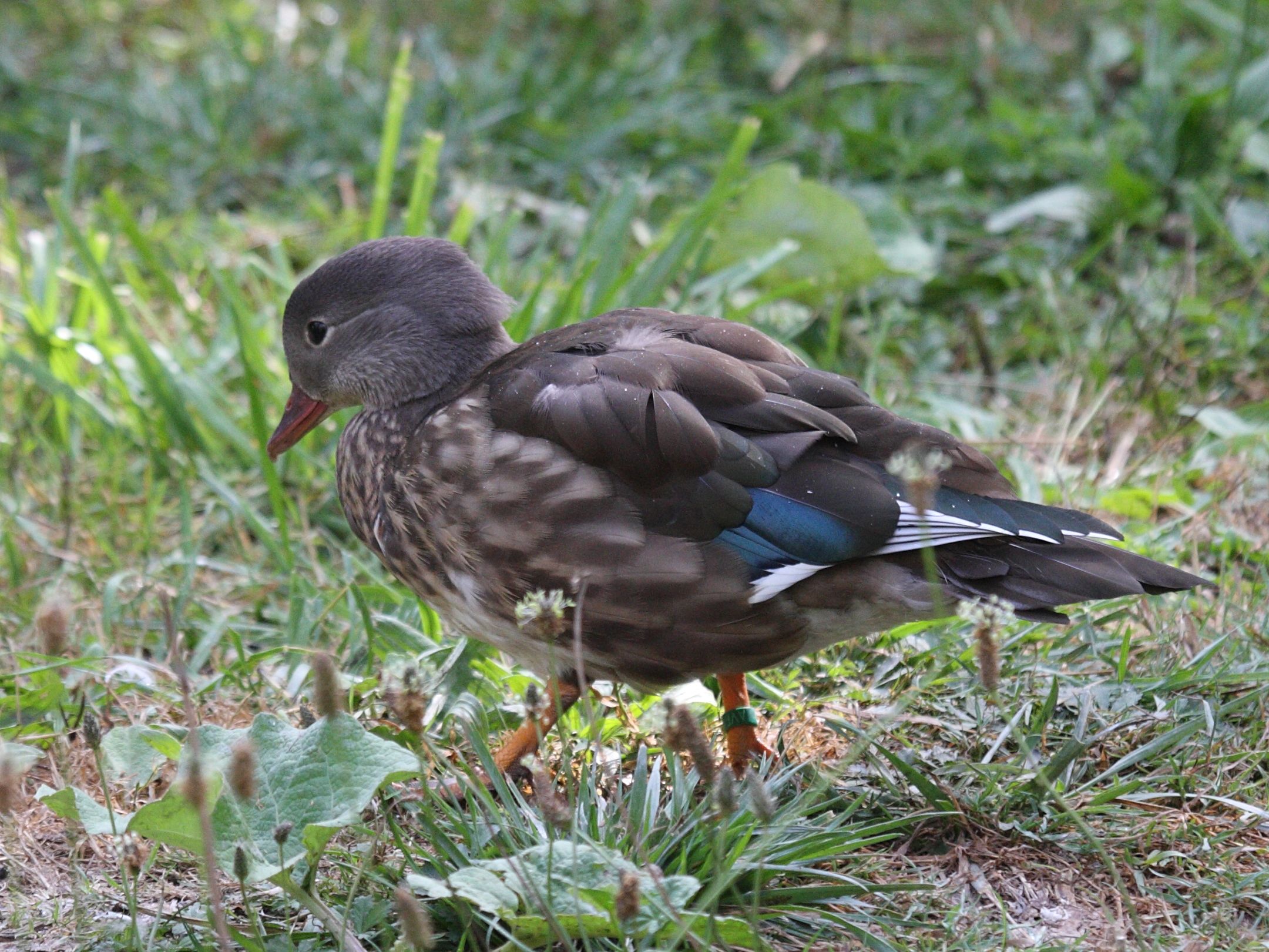 canard_carolin_-_aix_sponsa5md