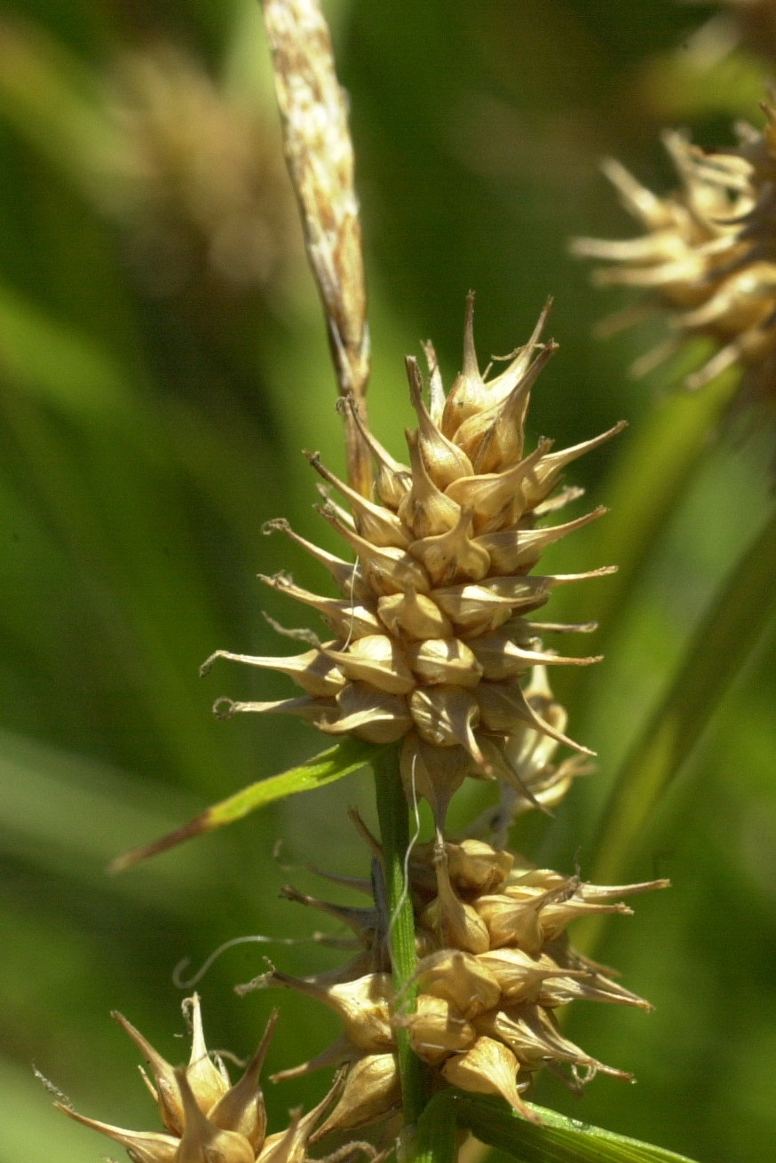 carex_rostrata3md