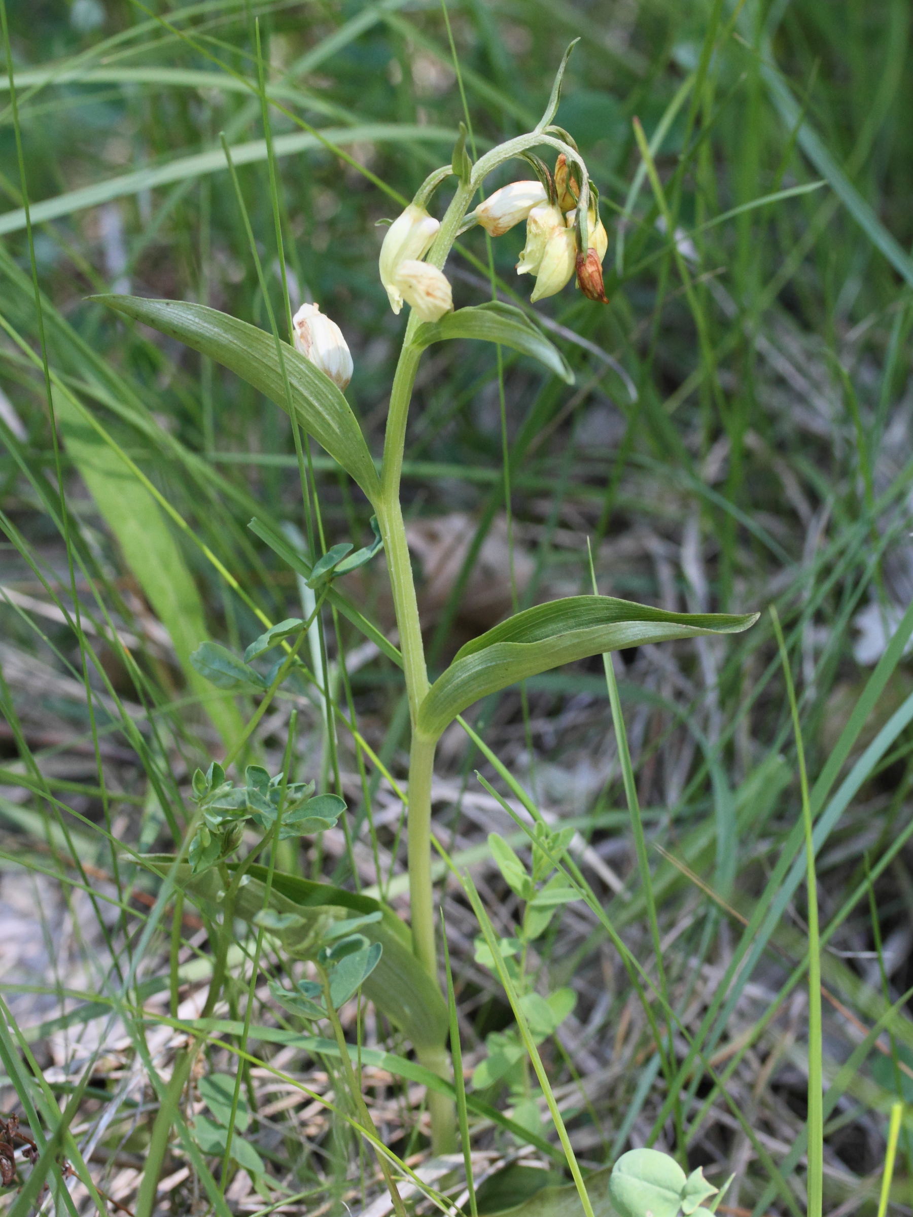 Afficher le média cephalanthera_damasonium1md cephalanthera_damasonium1md