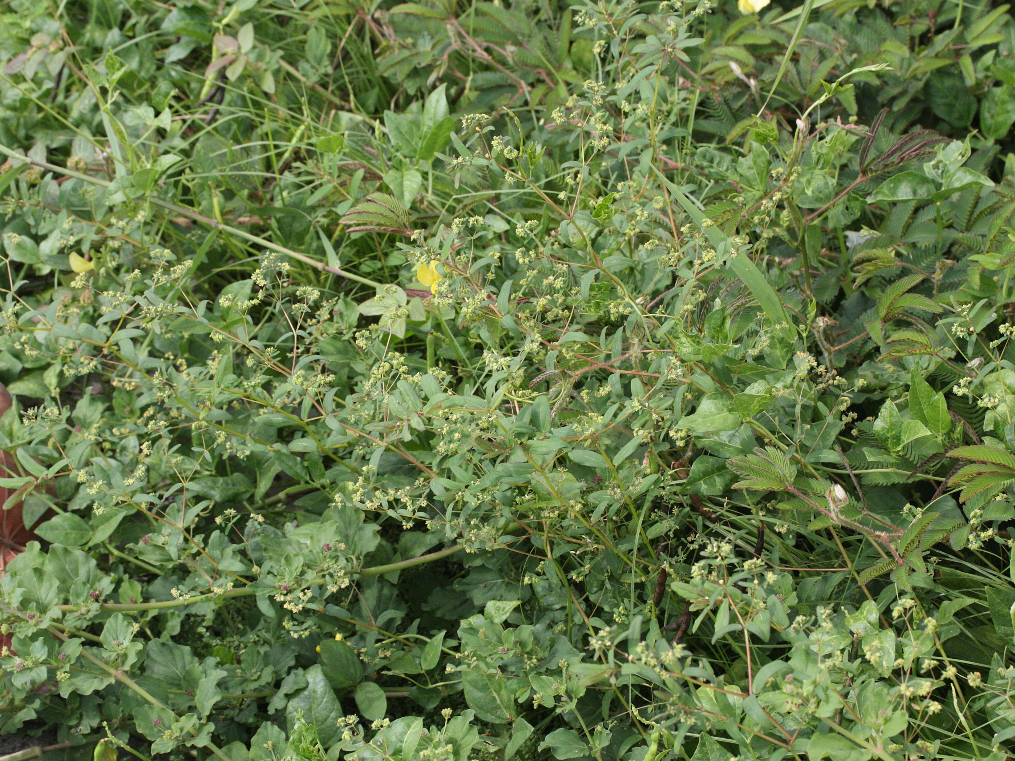 chamaesyce_hypericifolia1md