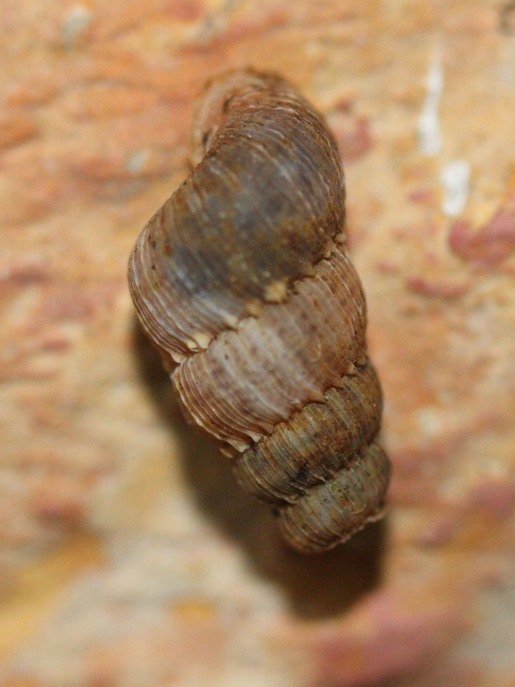 chondropoma_crenulatum1md