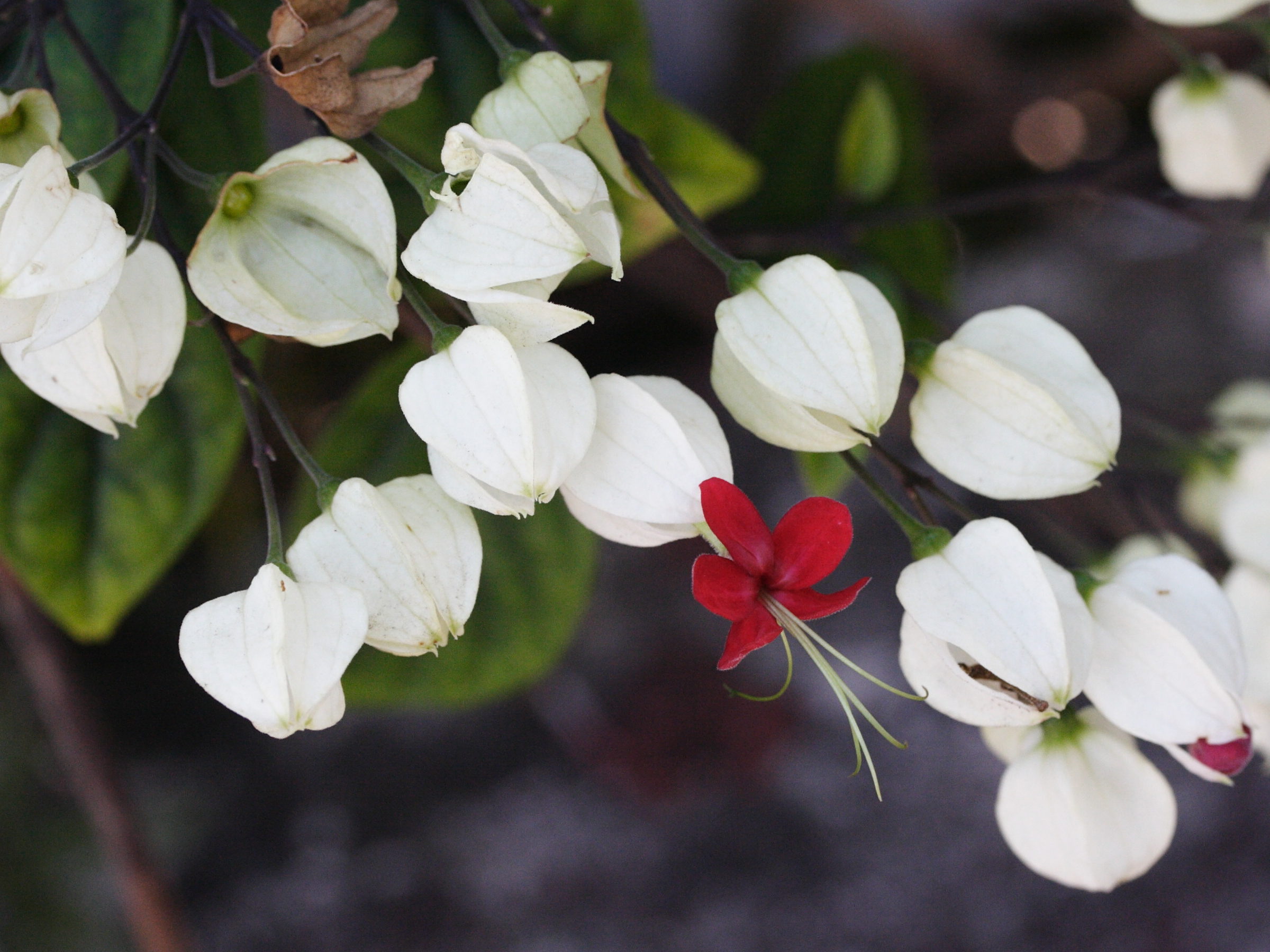 clerodendrum_thomsonae1md