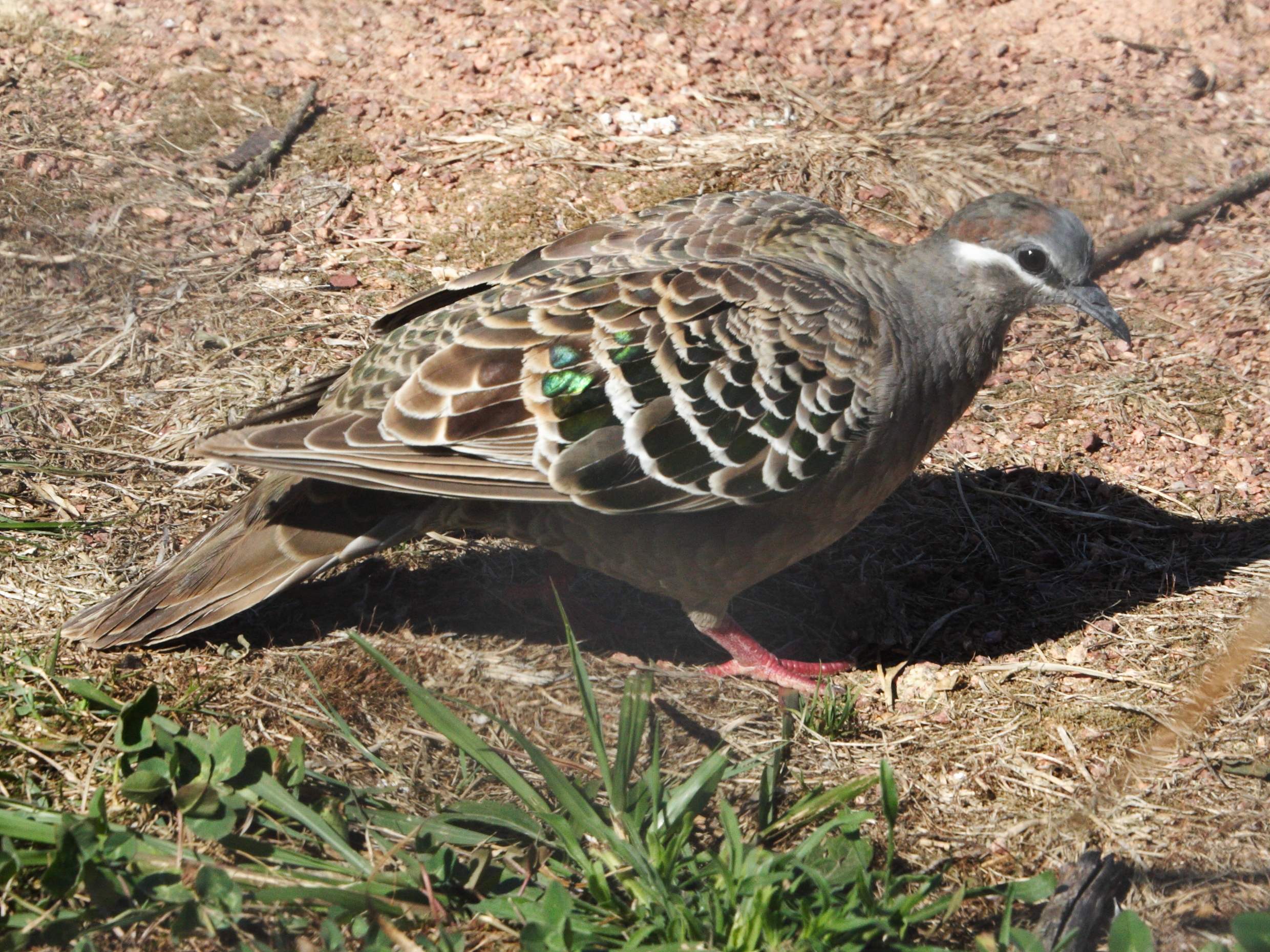 colombine_lumachelle_-_phaps_chalcoptera2md