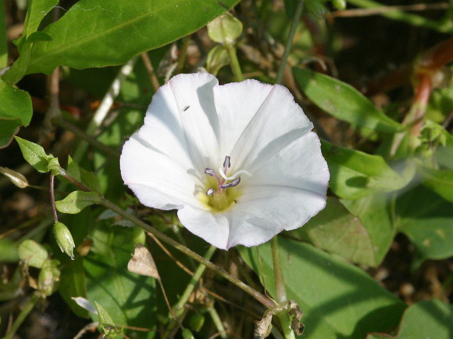 Afficher le média convolvulus_arvensis2bd convolvulus_arvensis2bd