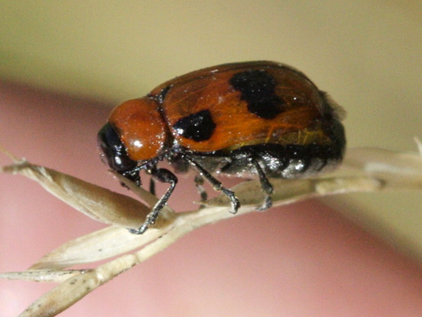 Afficher le média coptocephala_scopolina coptocephala_scopolina