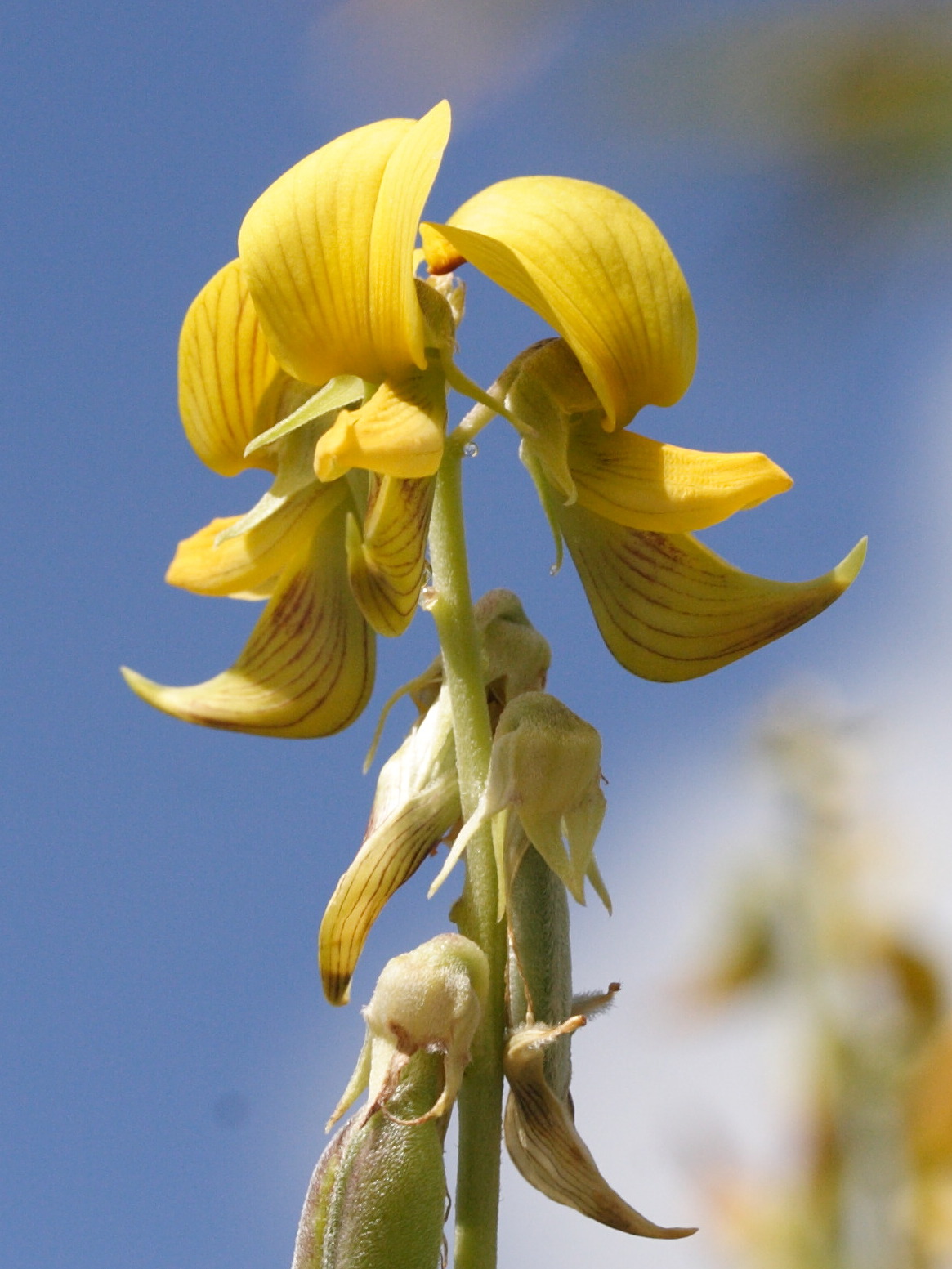 crotalaria_pallida3md