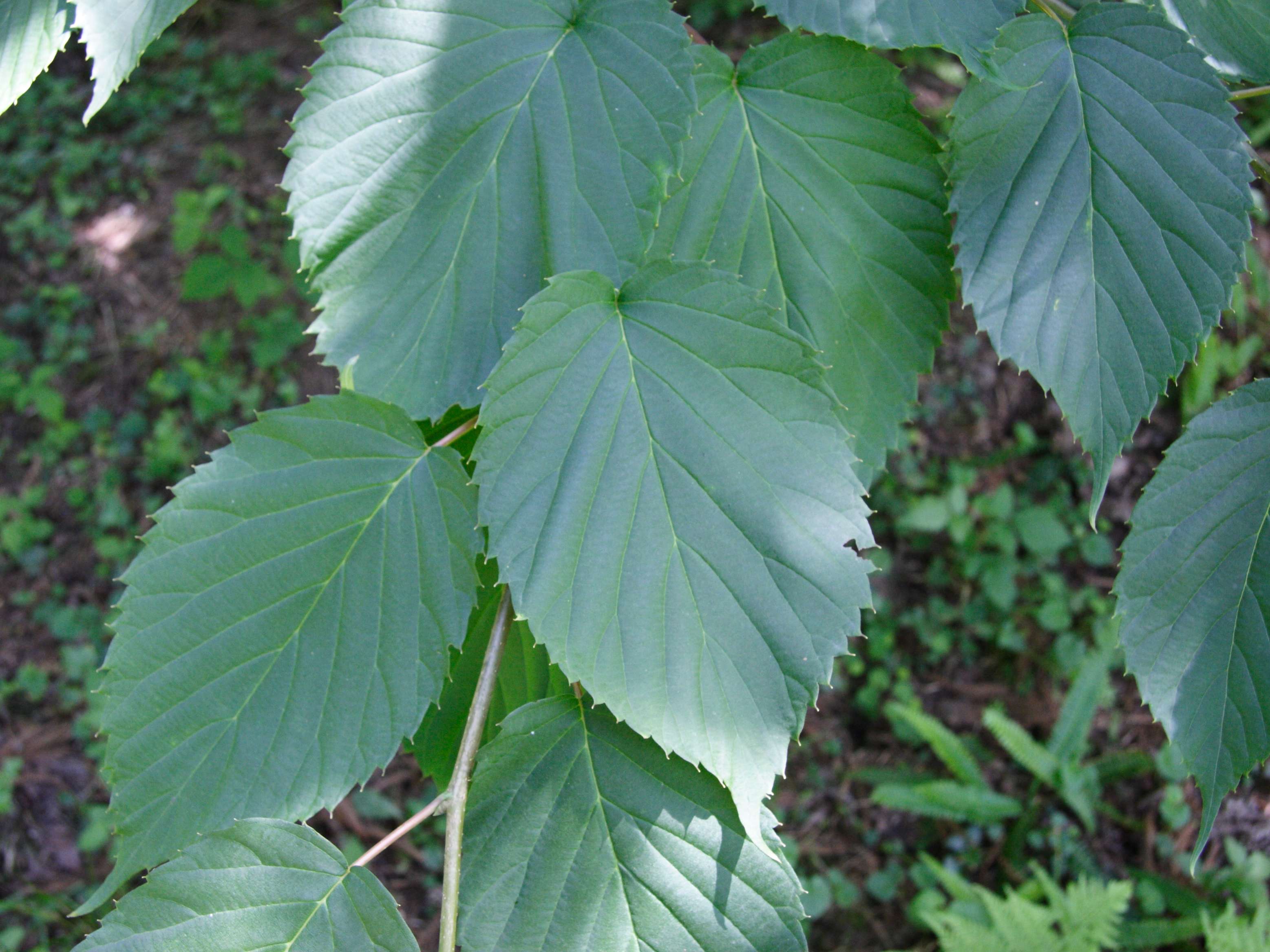 Afficher le média davidia_involucrata5md davidia_involucrata5md