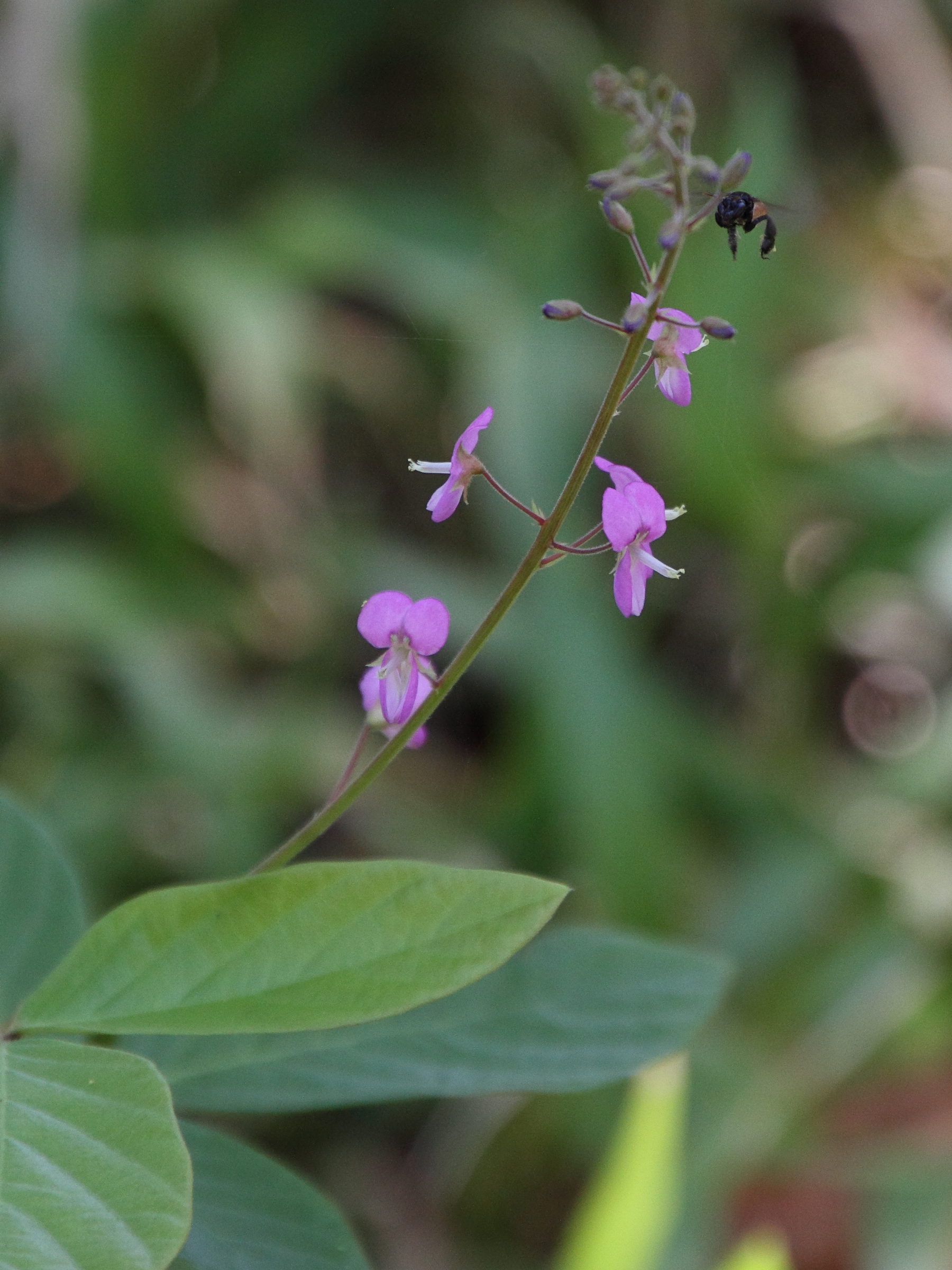 Afficher le média desmodium_axillare2md desmodium_axillare2md