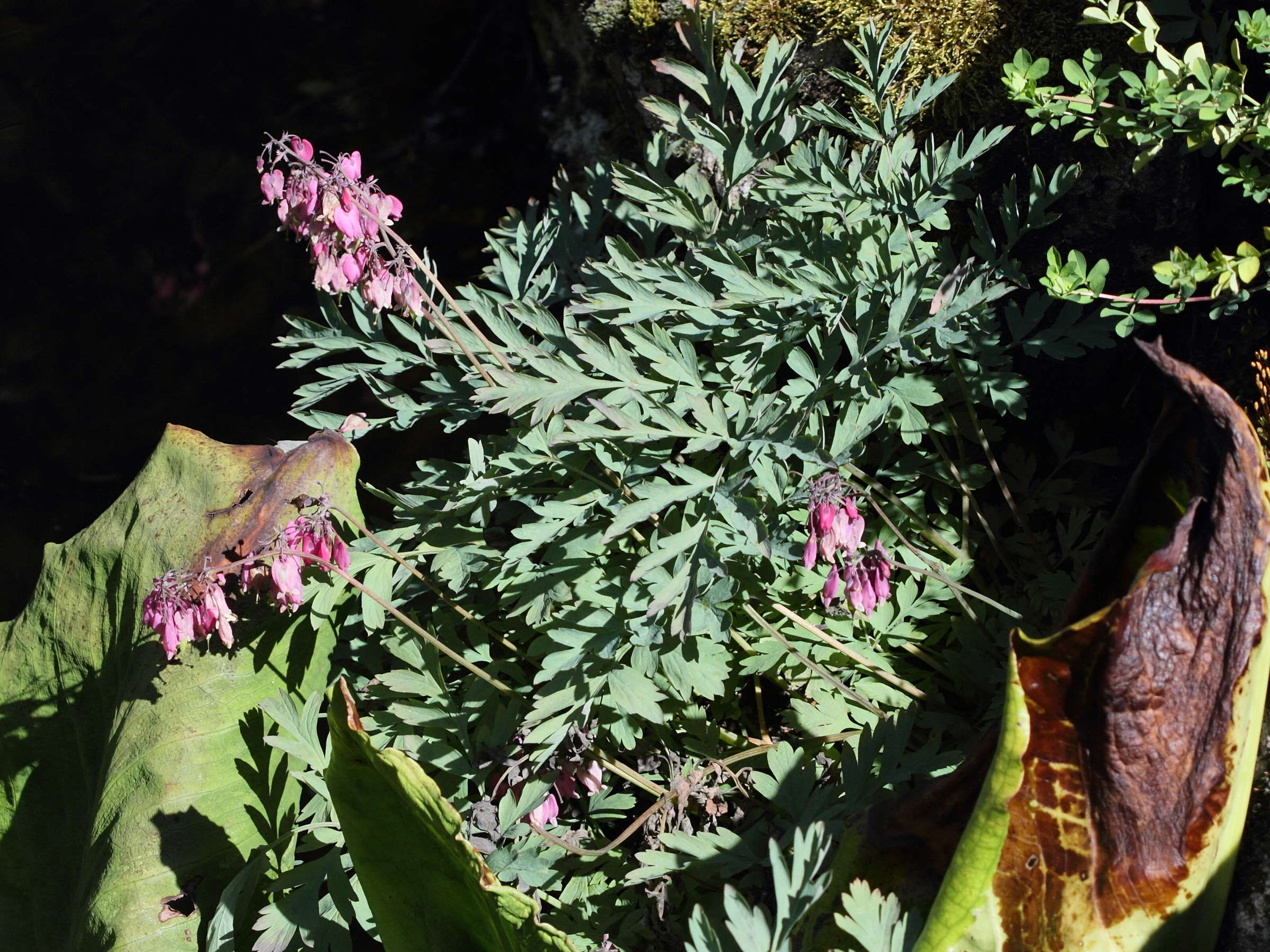 dicentra_formosa1bd