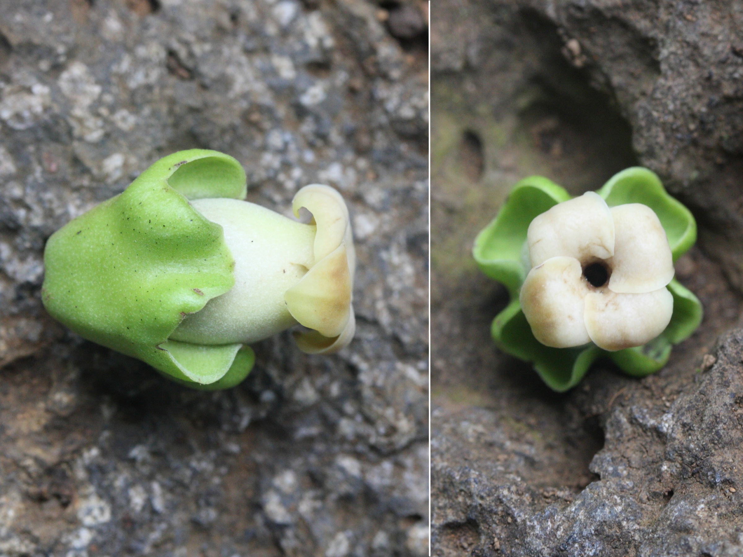 Afficher le média diospyros_digyna2md diospyros_digyna2md