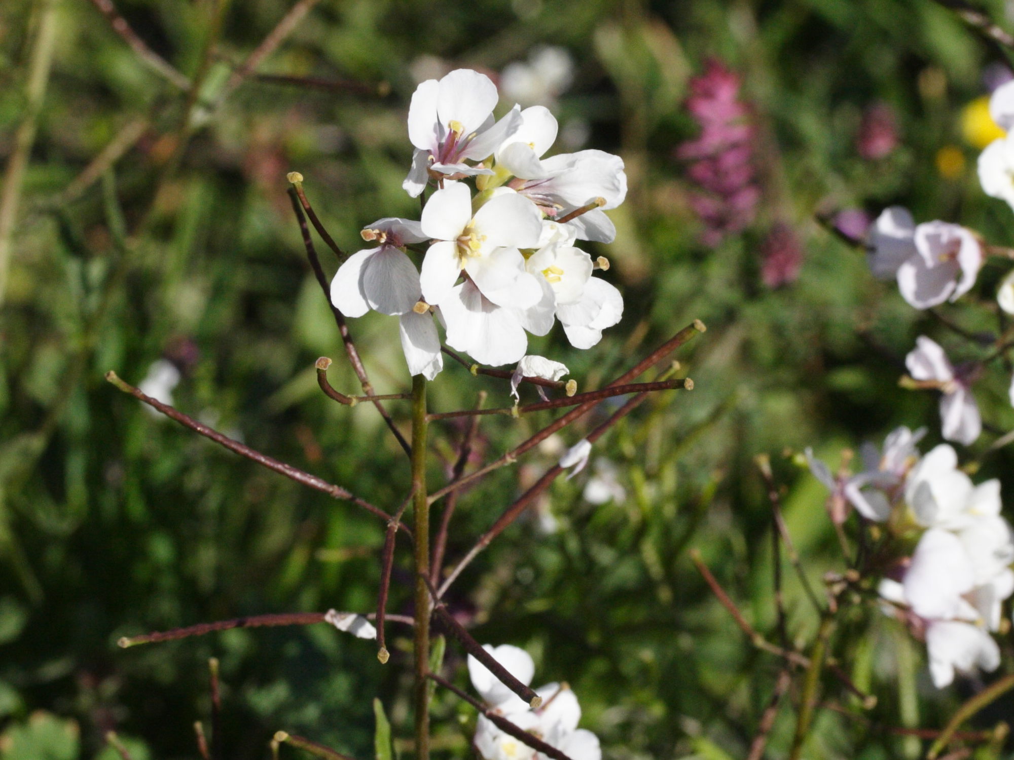 Afficher le média diplotaxis_erucoides1md diplotaxis_erucoides1md