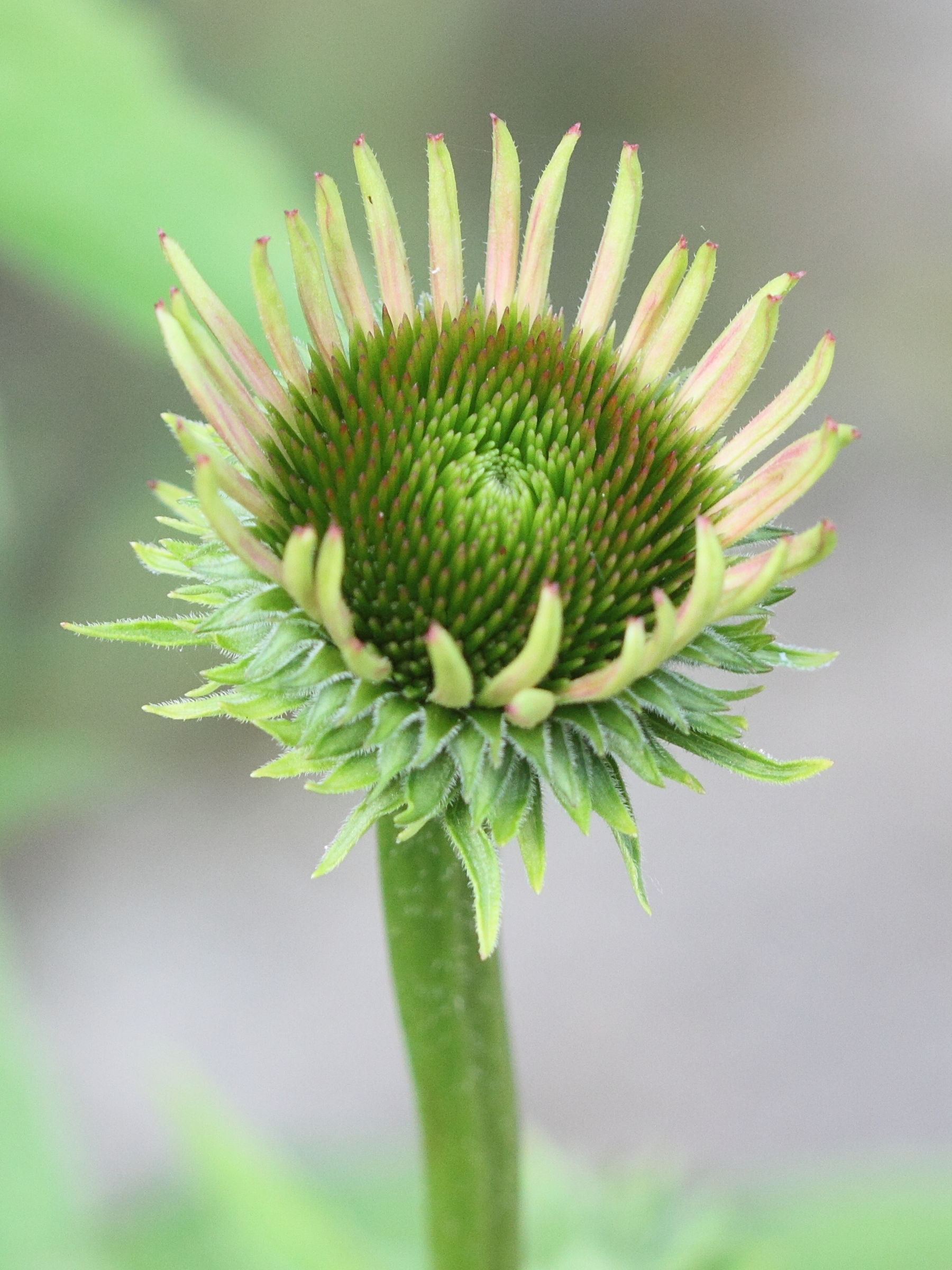 Afficher le média echinacea_purpurea2md echinacea_purpurea2md