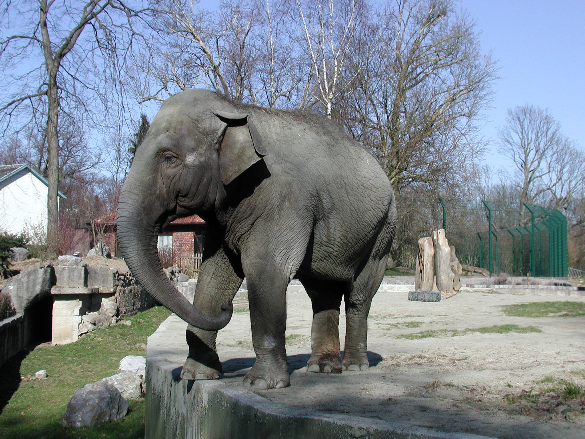 elephas_maximus_bengalensis1bd