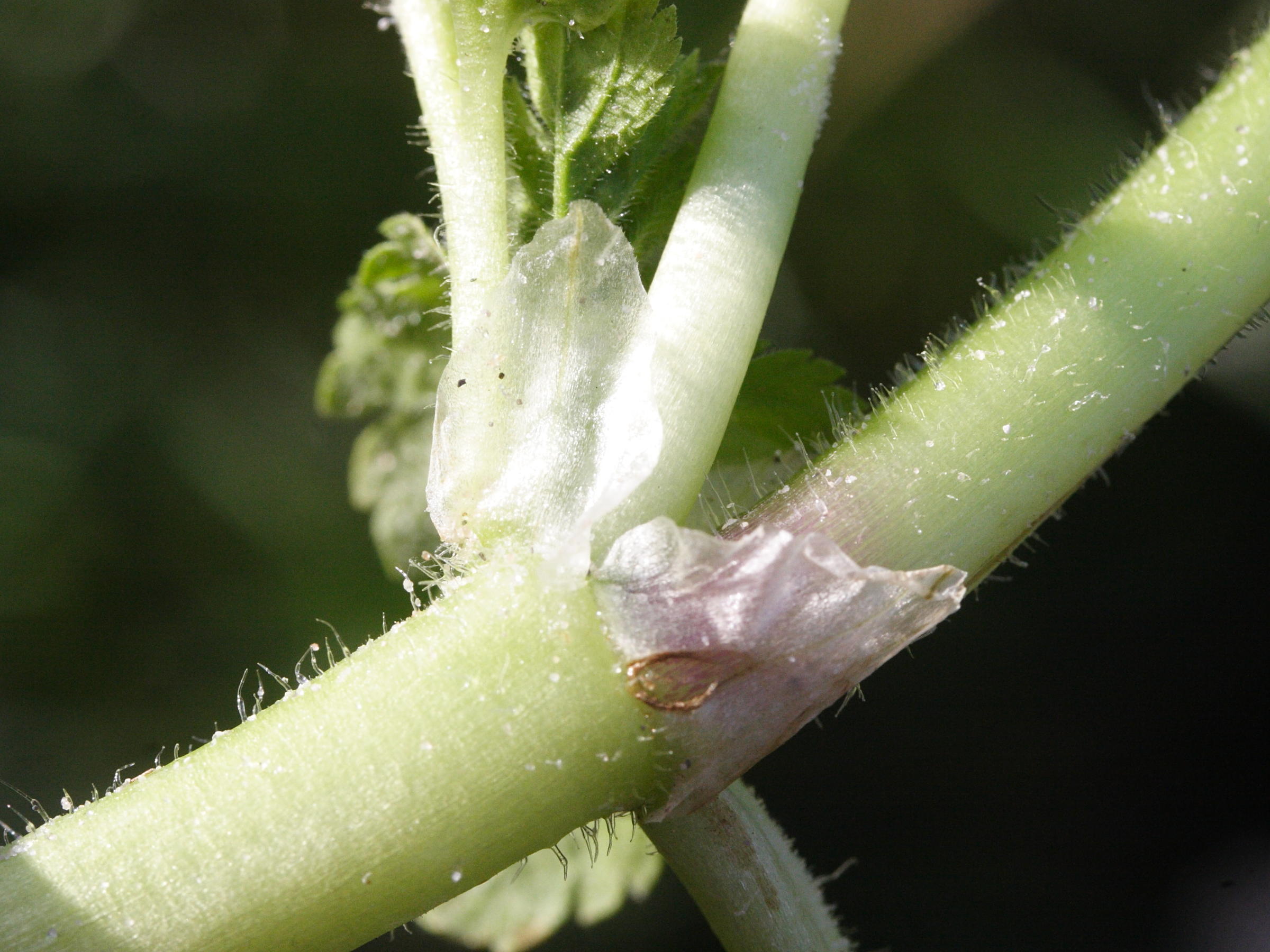 erodium_moschatum3md