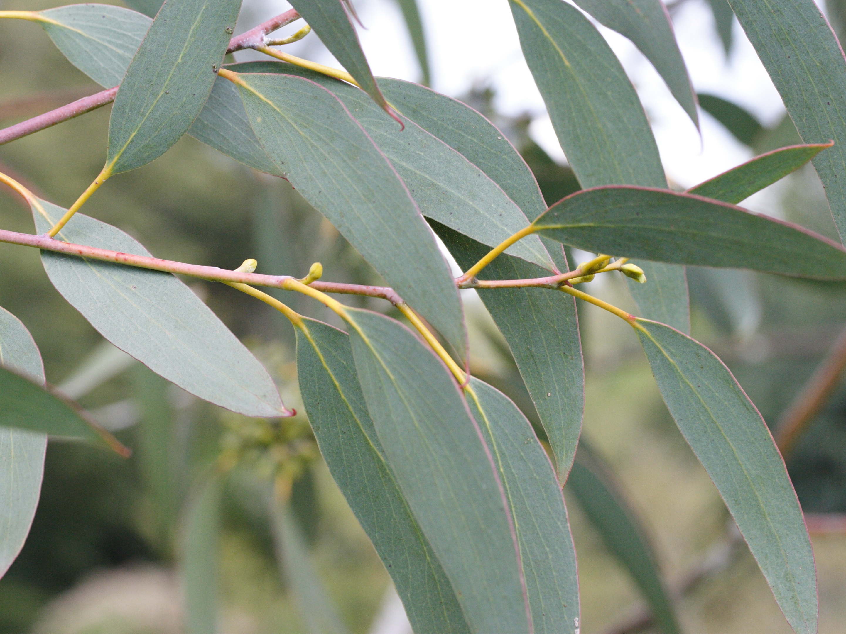 Eucalyptus_pauciflora