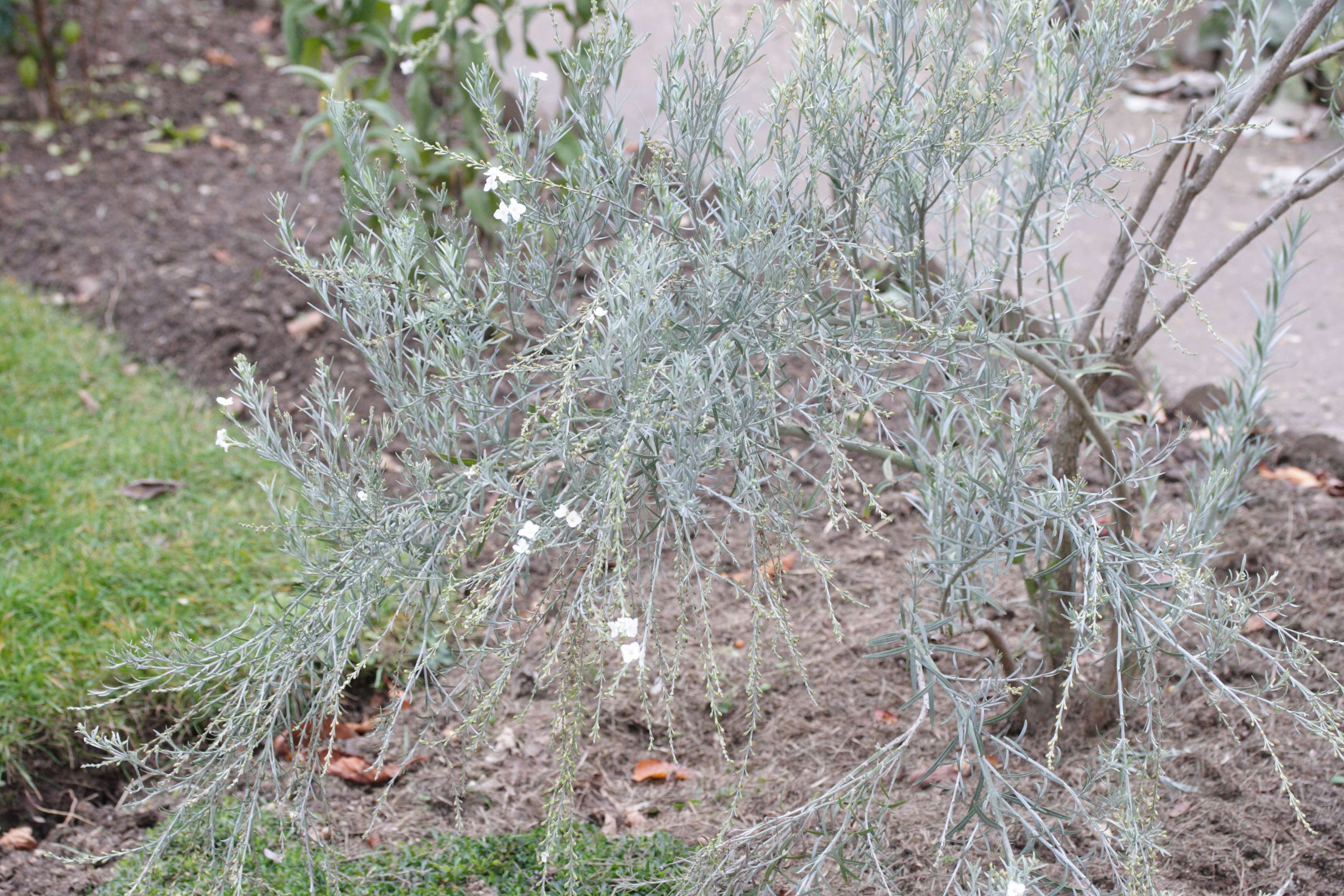 Afficher le média gomphostigma_virgatum1md gomphostigma_virgatum1md