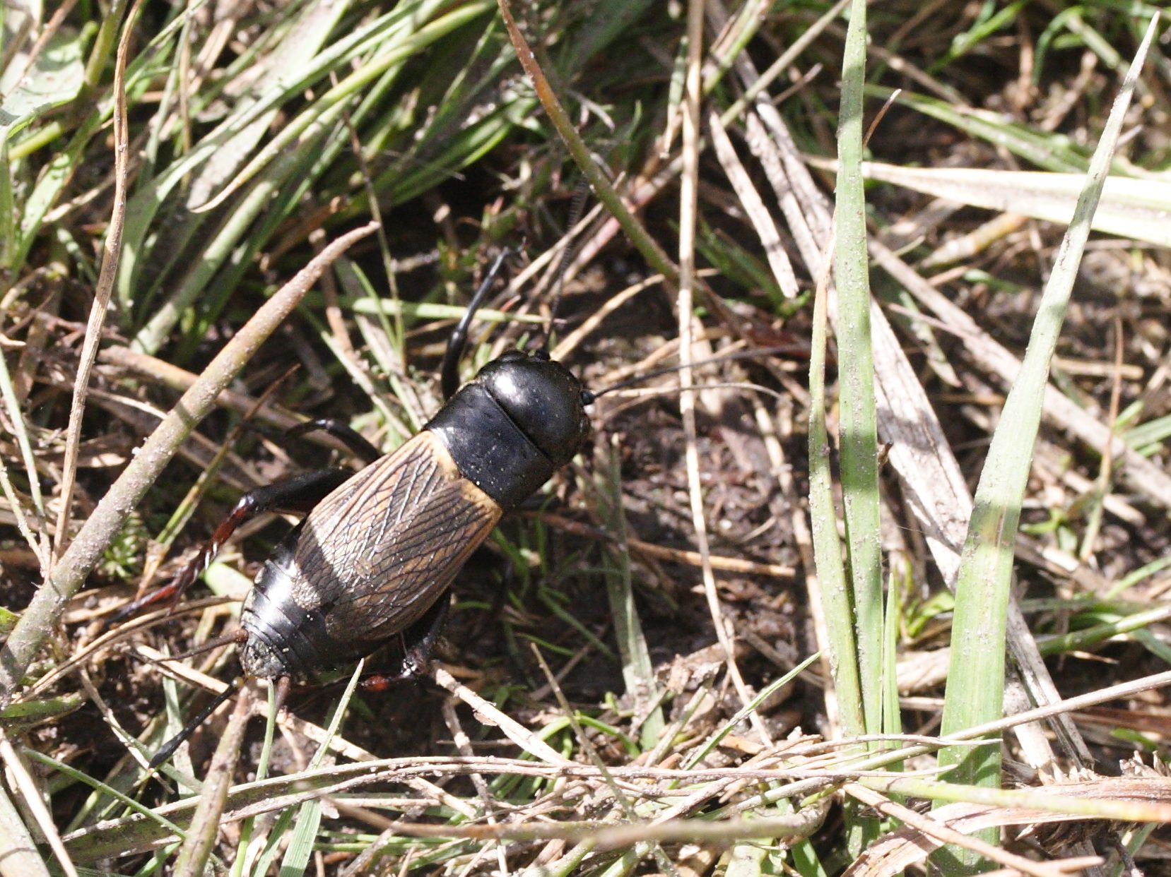 gryllus_campestris4md