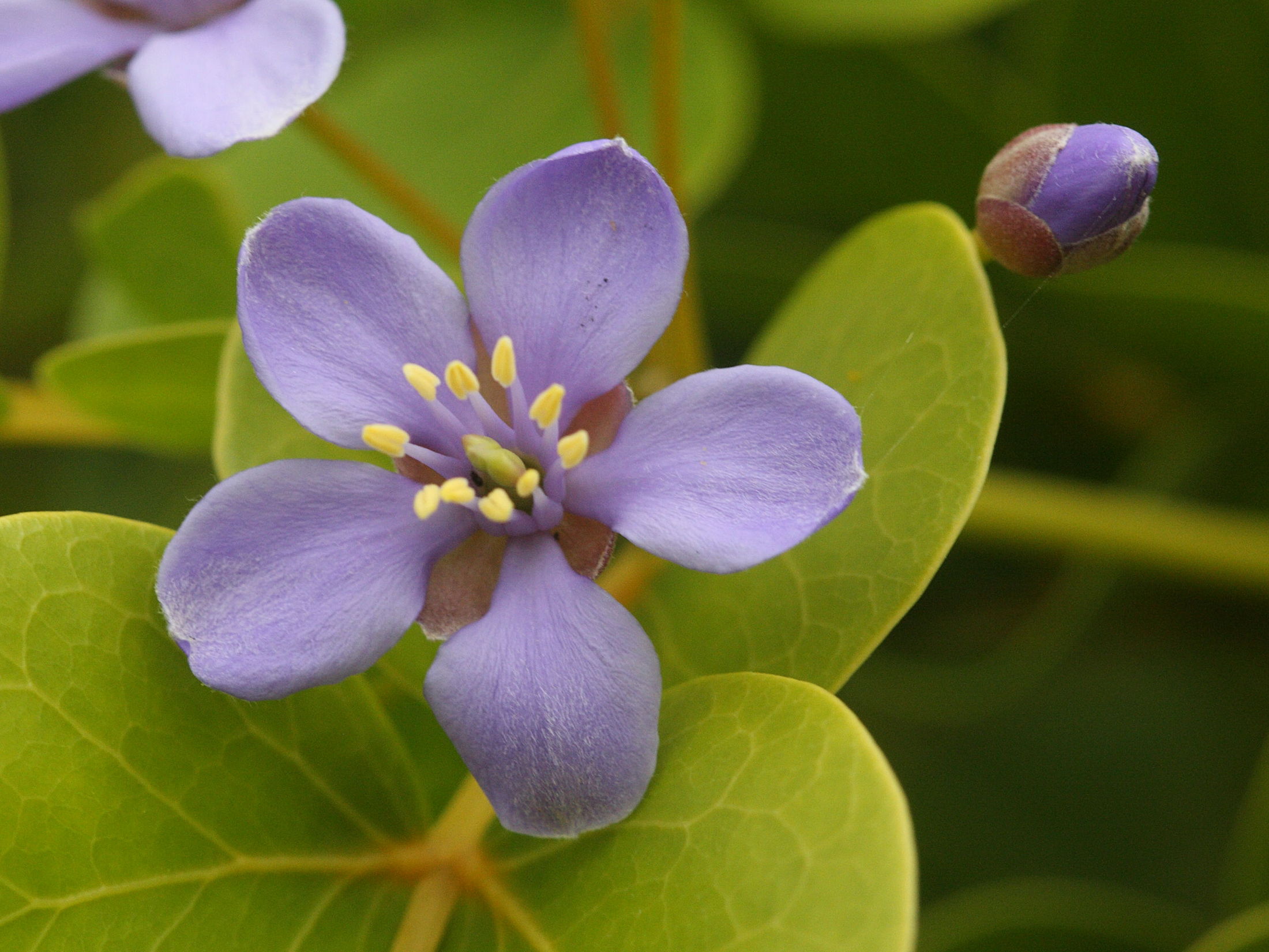 Afficher le média guaiacum_officinale1bmd guaiacum_officinale1bmd