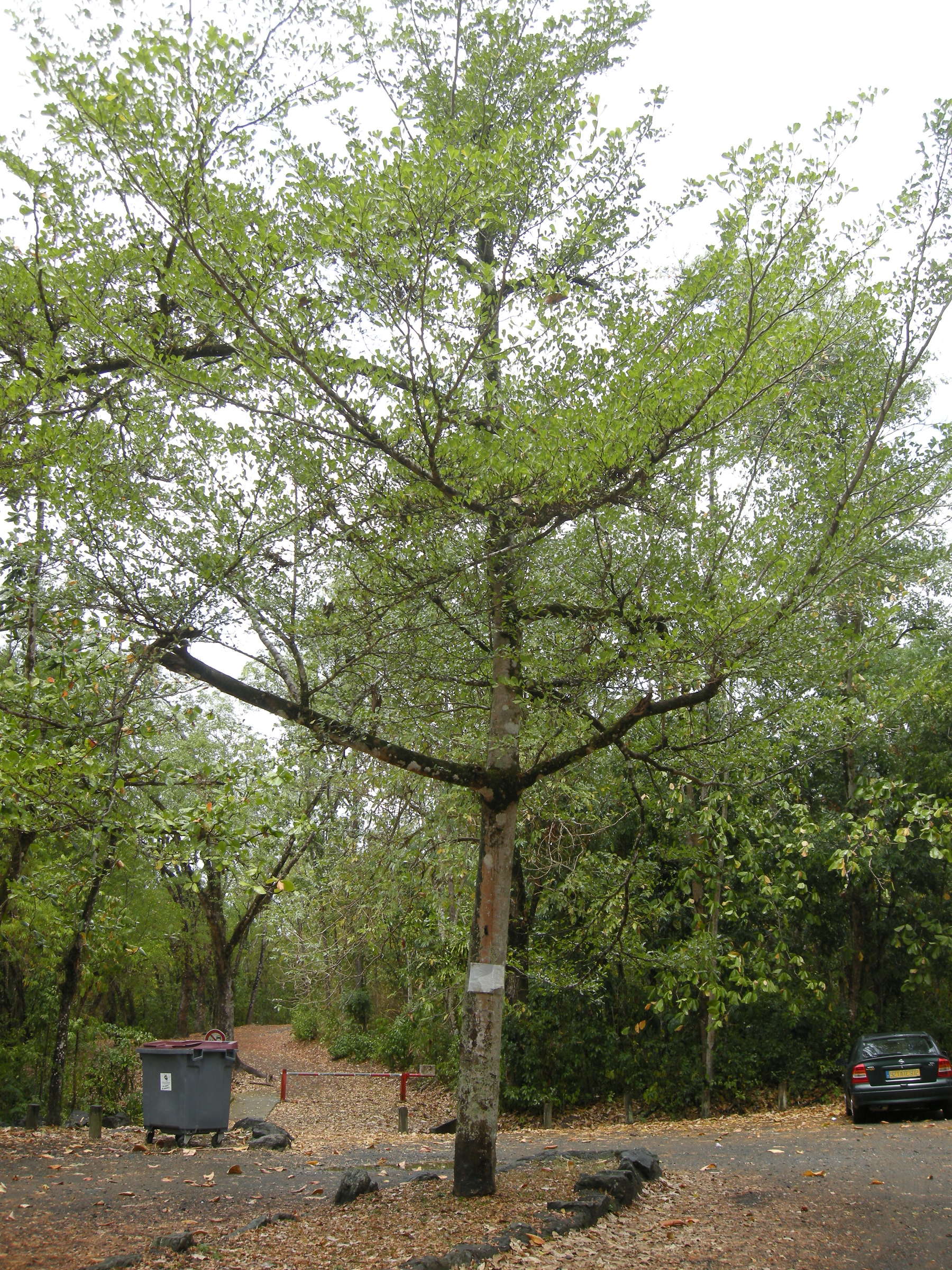 haematoxylon_campechianum2md