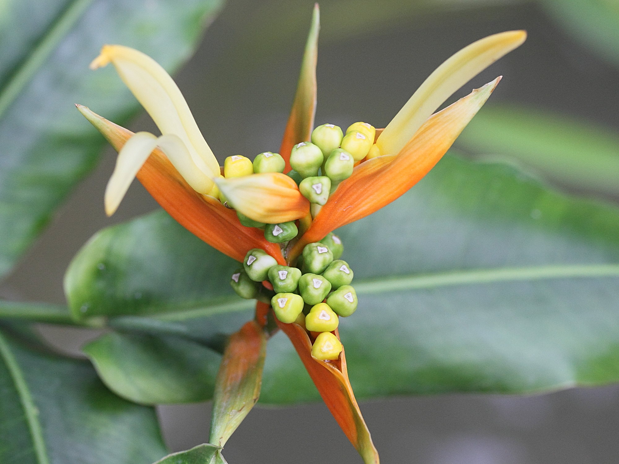 heliconia_aurantiaca3md