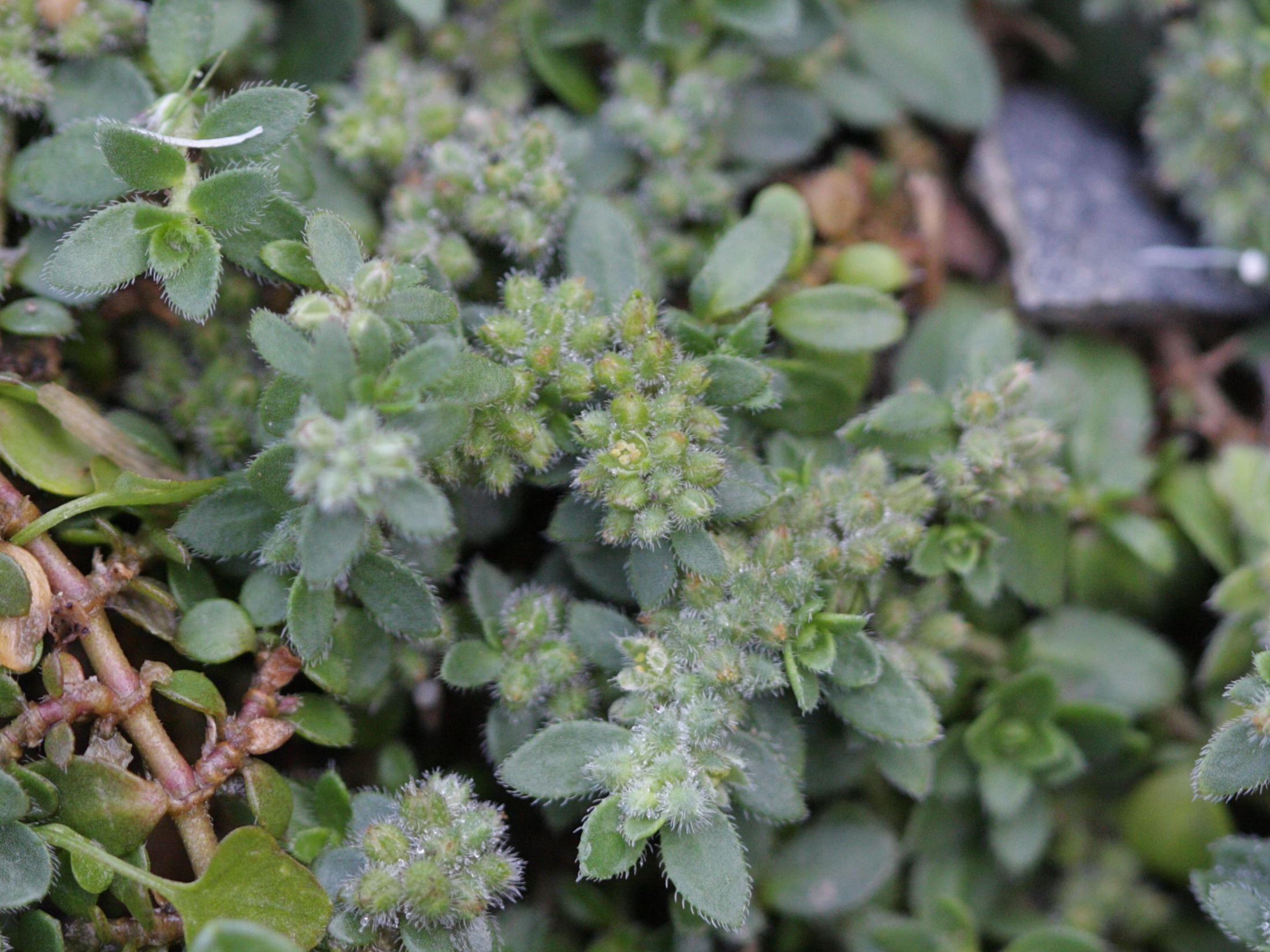 herniaria_latifolia2bd