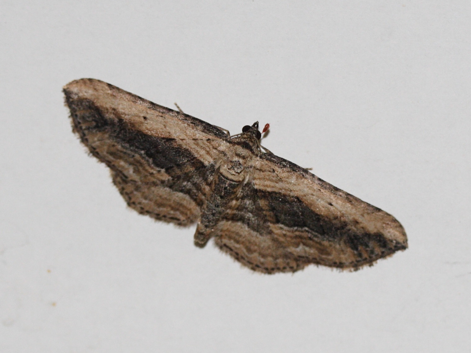 horisme_vitalbata1md