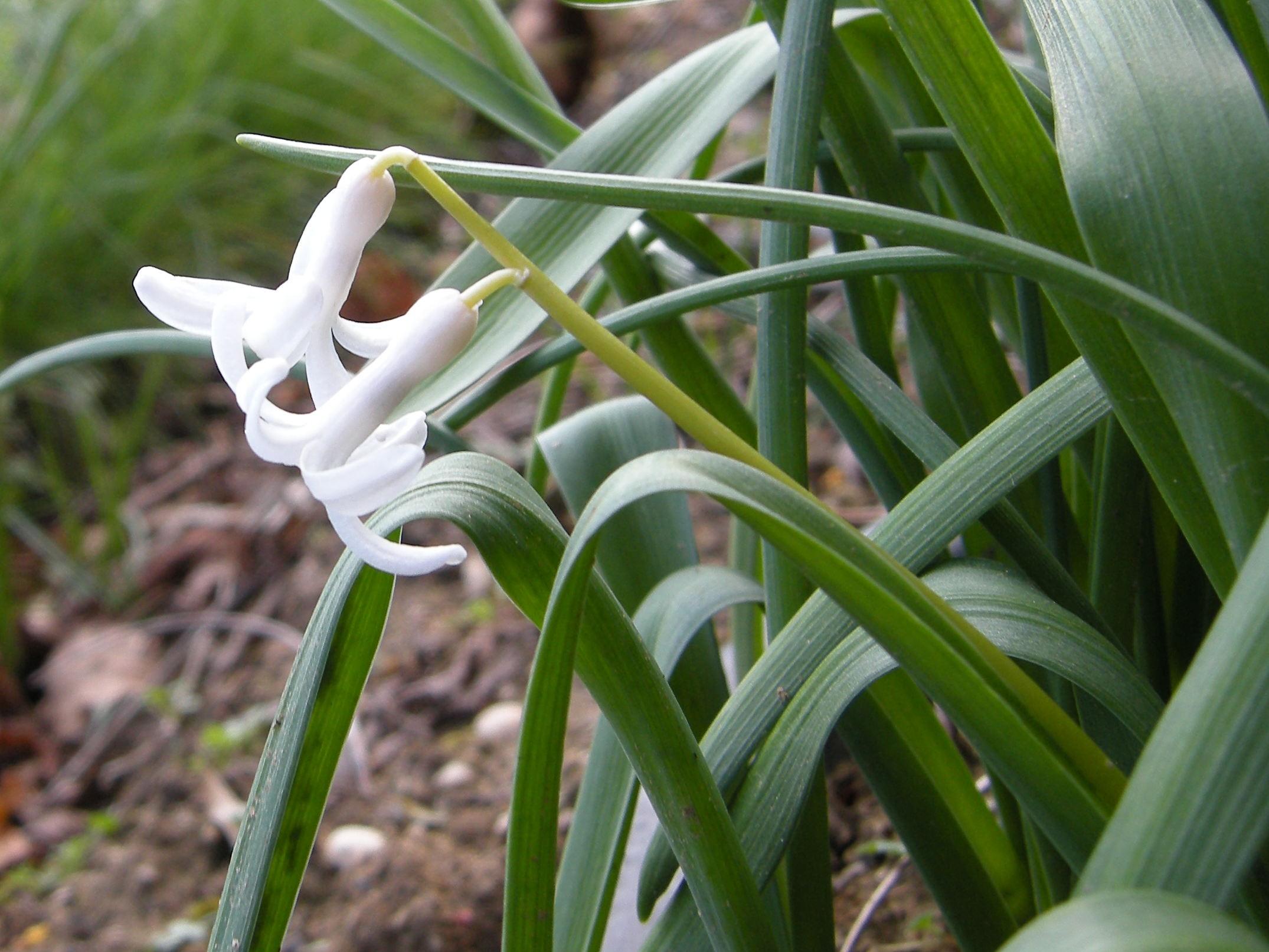 hyacinthus_orientalis3md