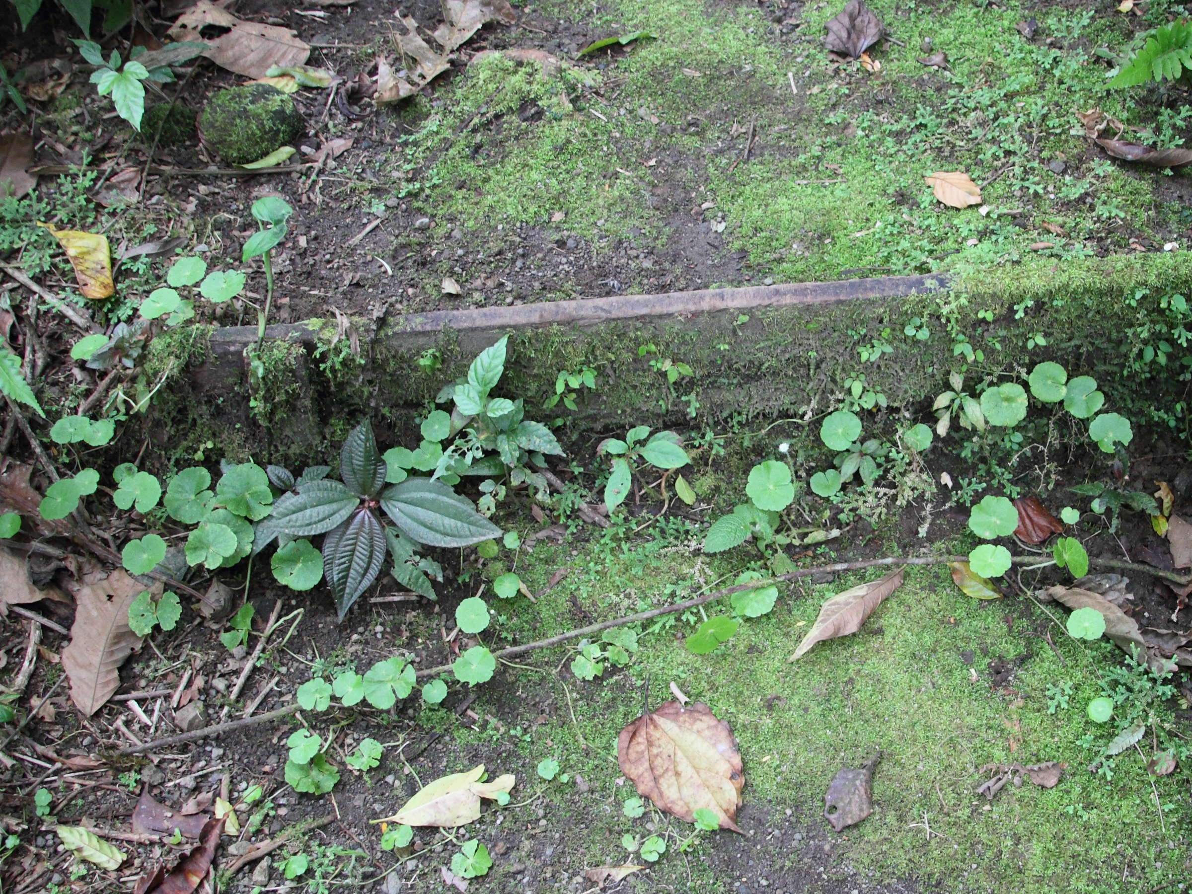 hydrocotyle_leucocephala1md