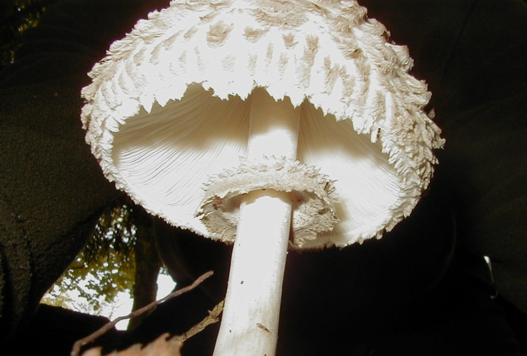 lepiota_procera2bd