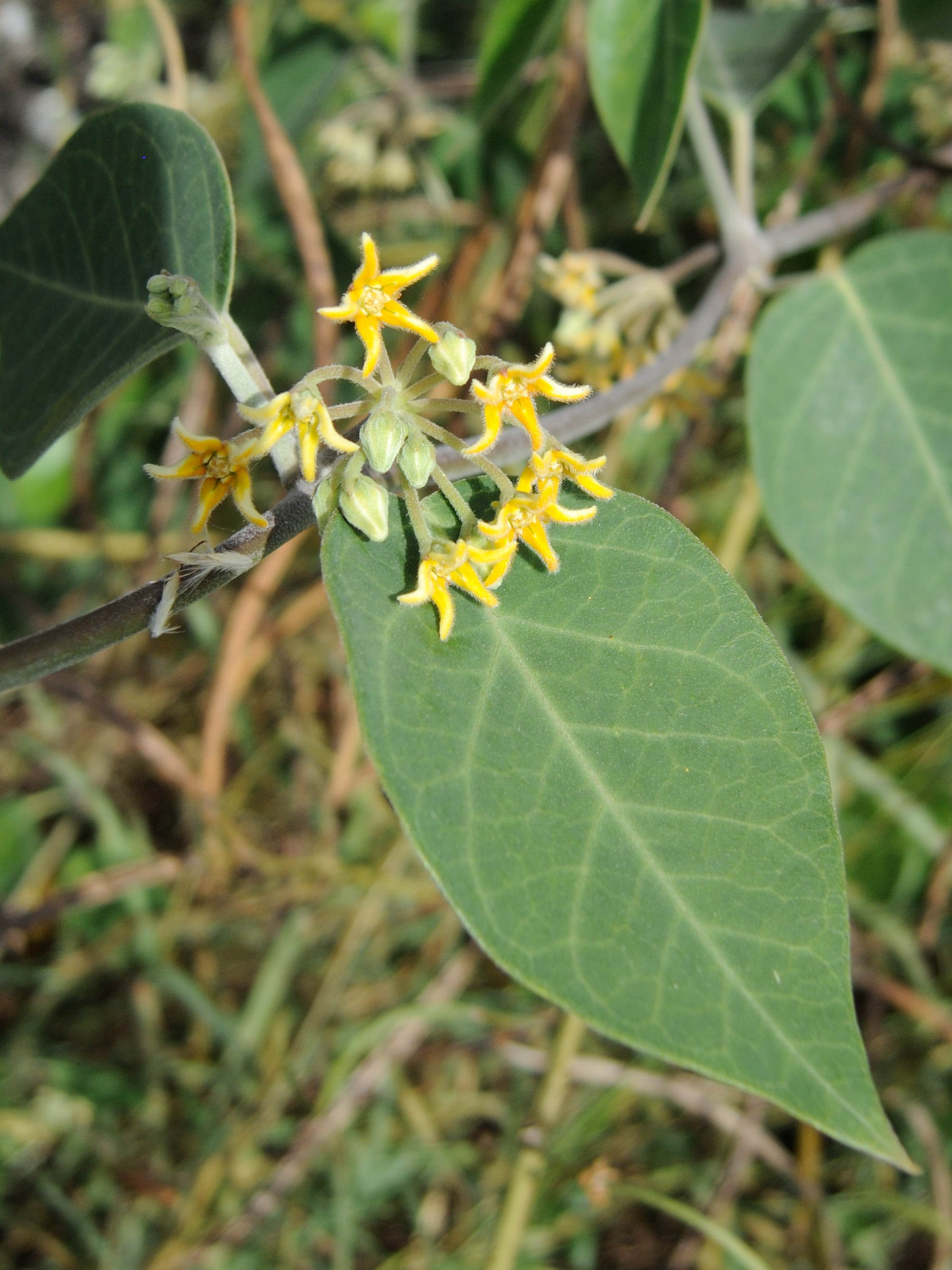 Afficher le média leptadenia_madagascariensis2md leptadenia_madagascariensis2md