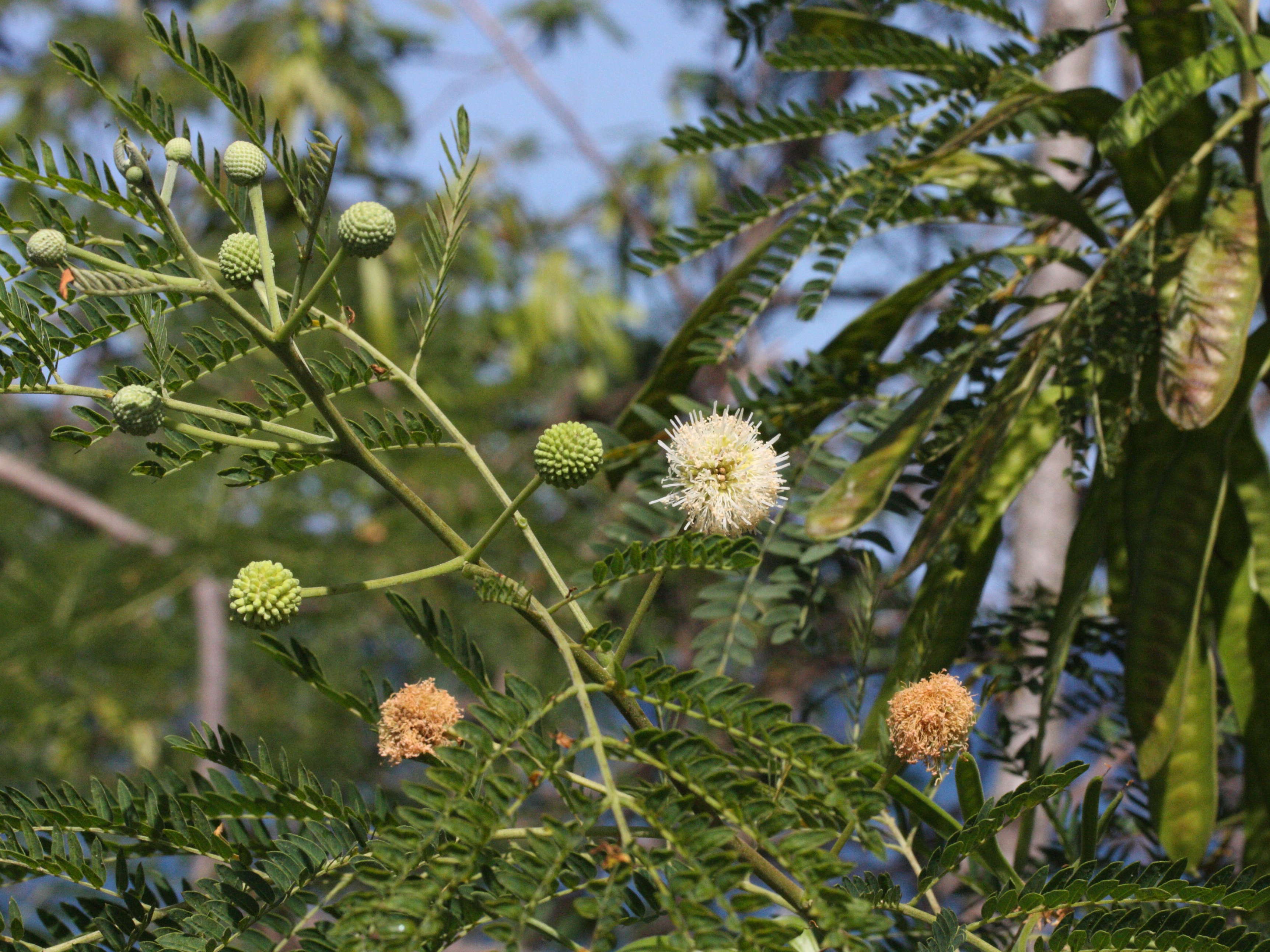 leucaena_leucocephala5md