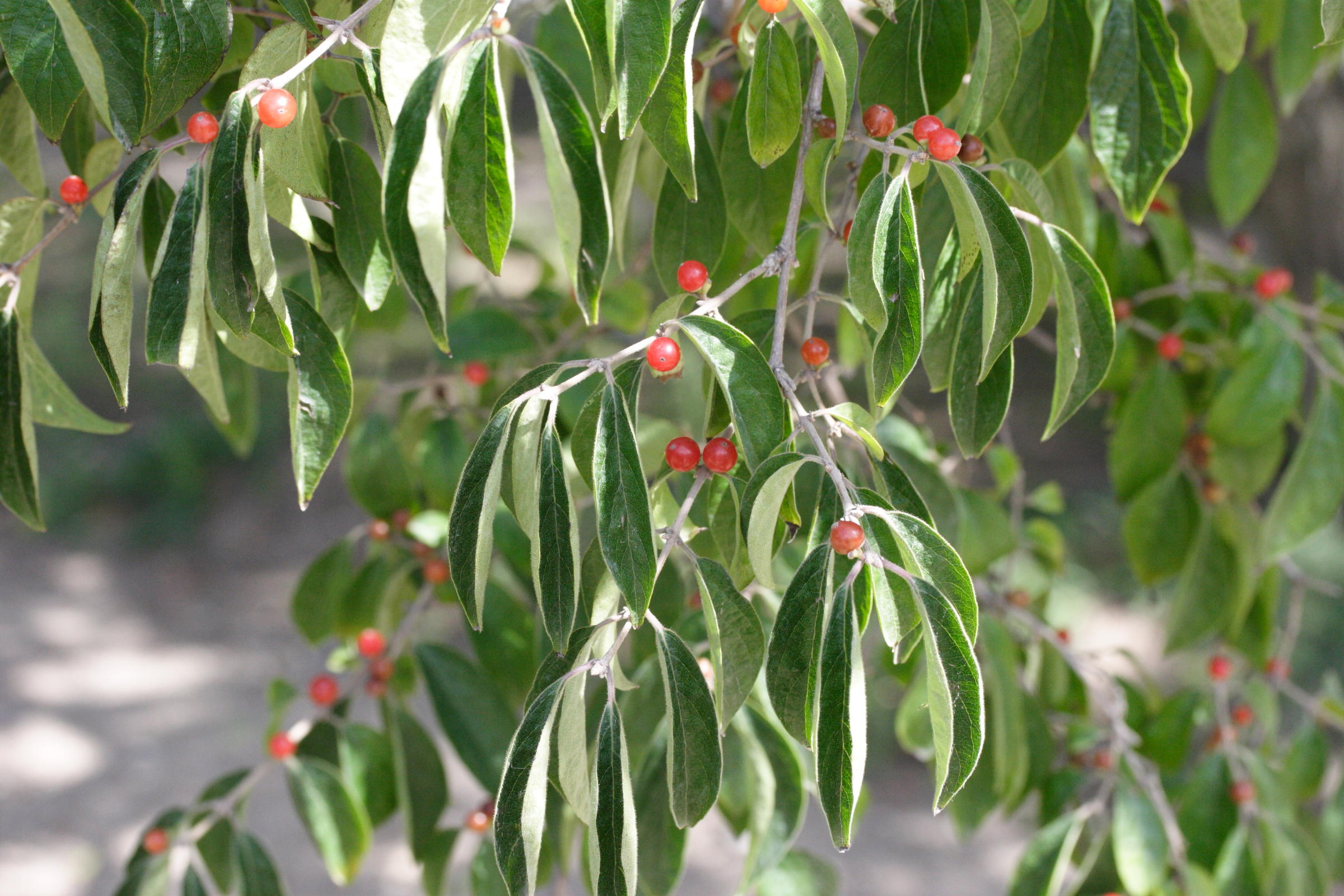lonicera_maackii_podocarpa1md