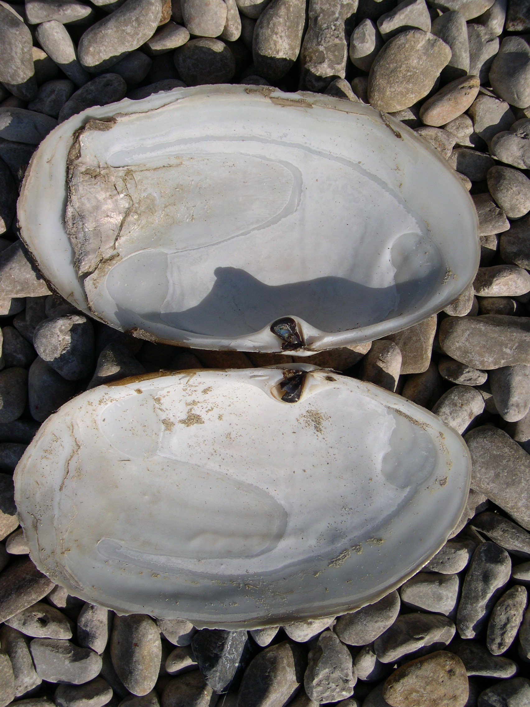 lutraria_lutraria3md