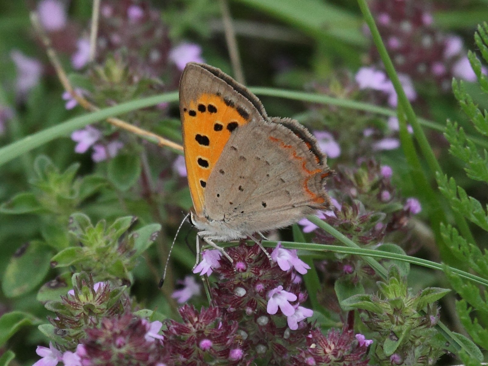 lycaena_phlaeas1bd