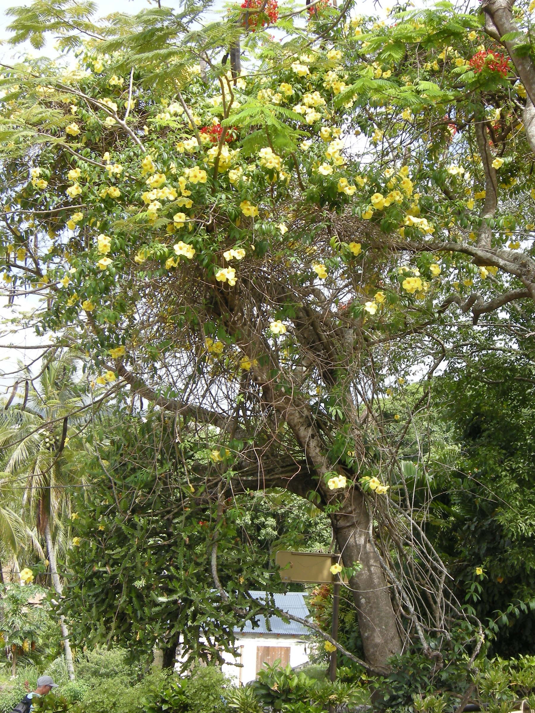 macfadyena_unguis-cati4md