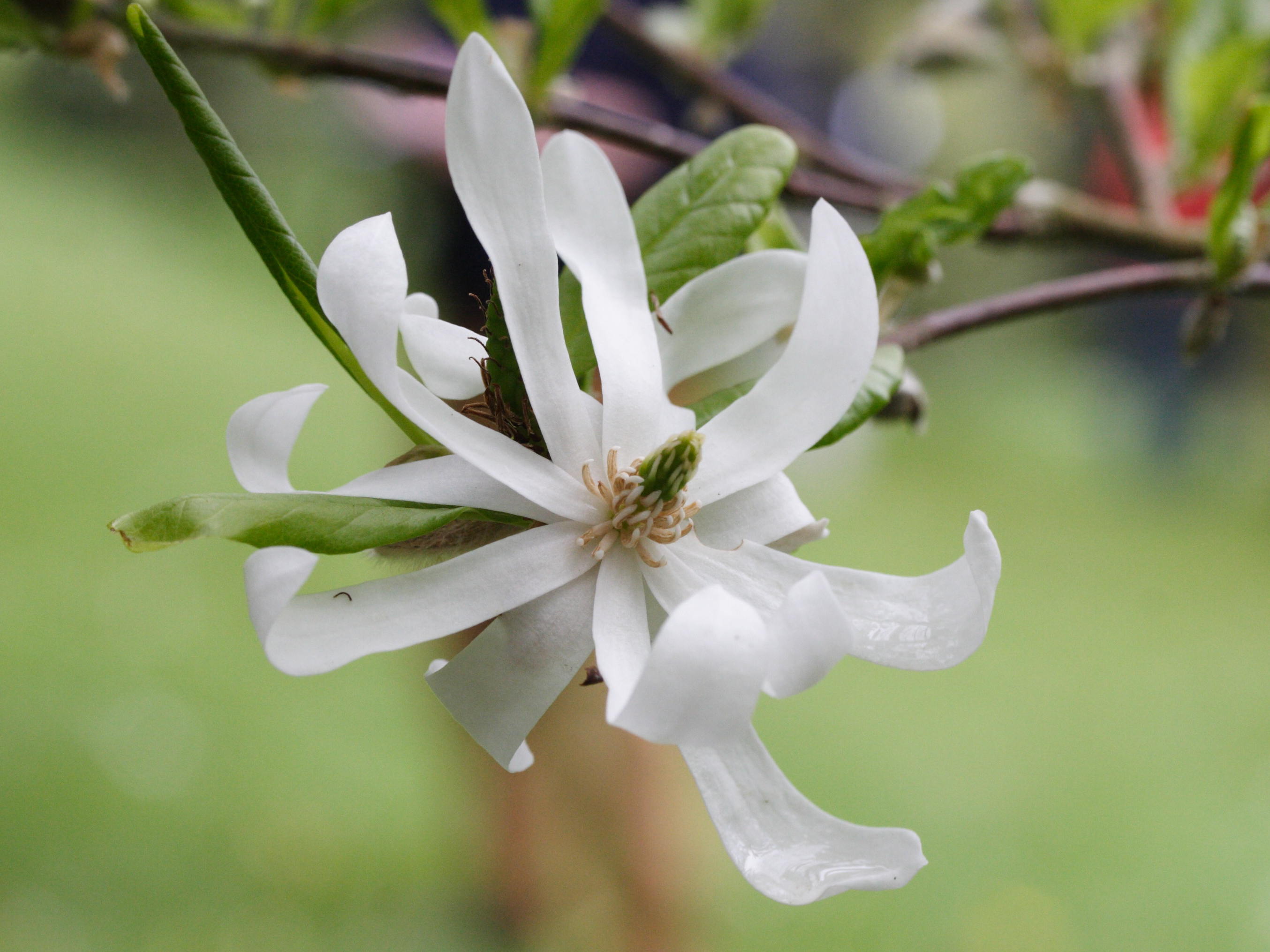 Afficher le média magnolia_stellata5md magnolia_stellata5md