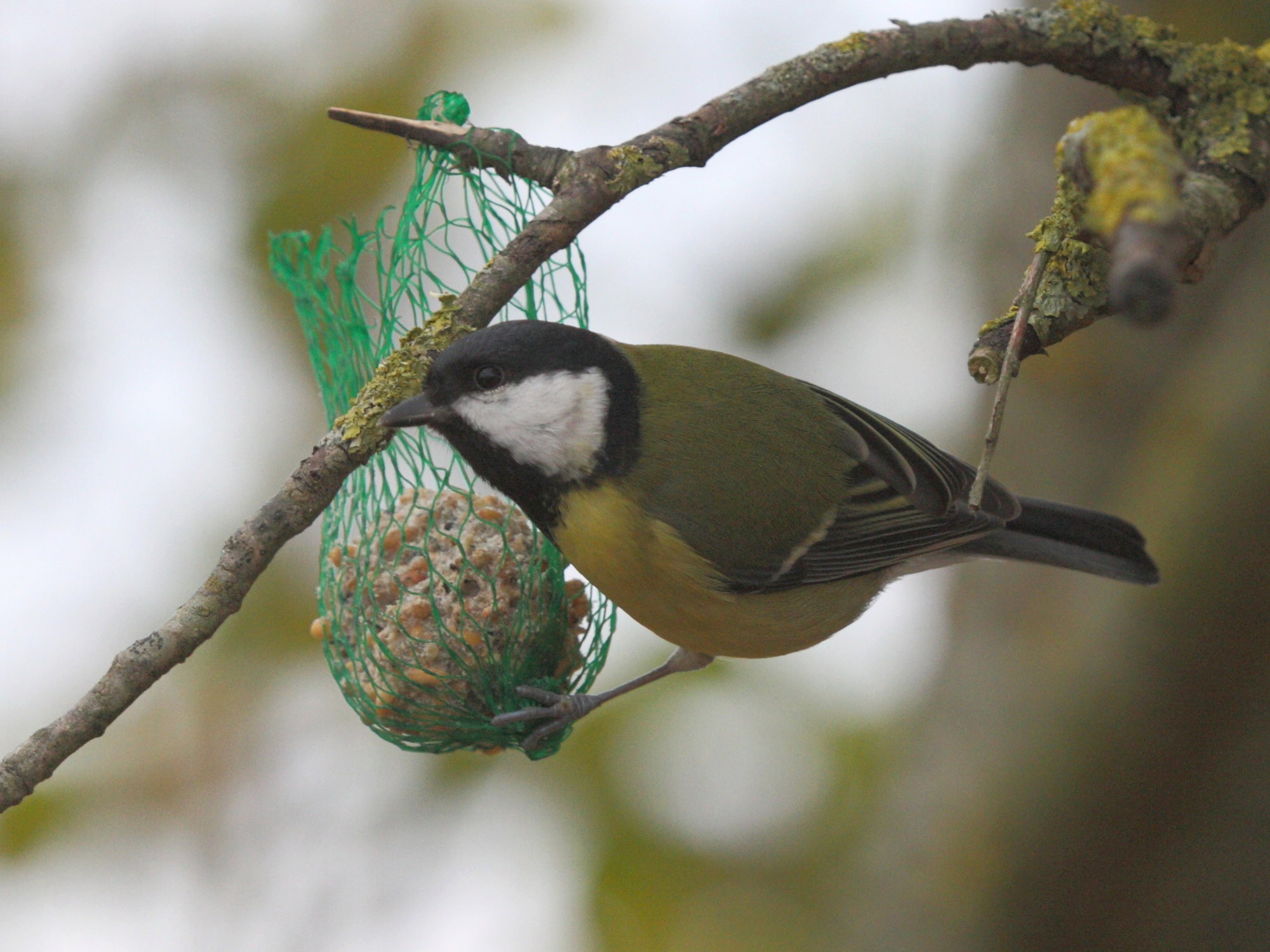 mesange_charbonniere_-_parus_major2md