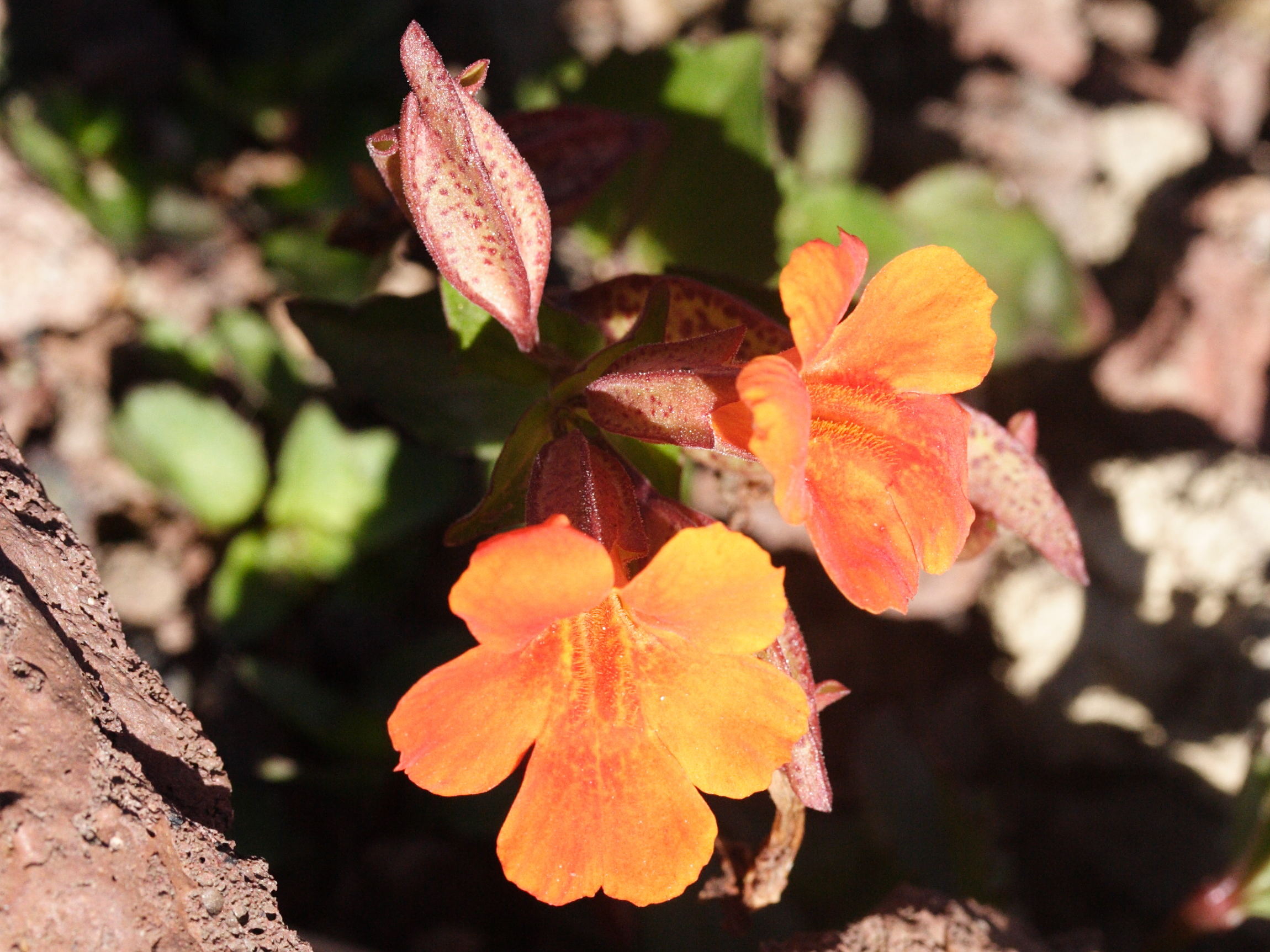 mimulus_cupreus1md