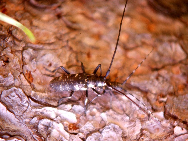 Afficher le média monochamus_galloprovincialis1md monochamus_galloprovincialis1md