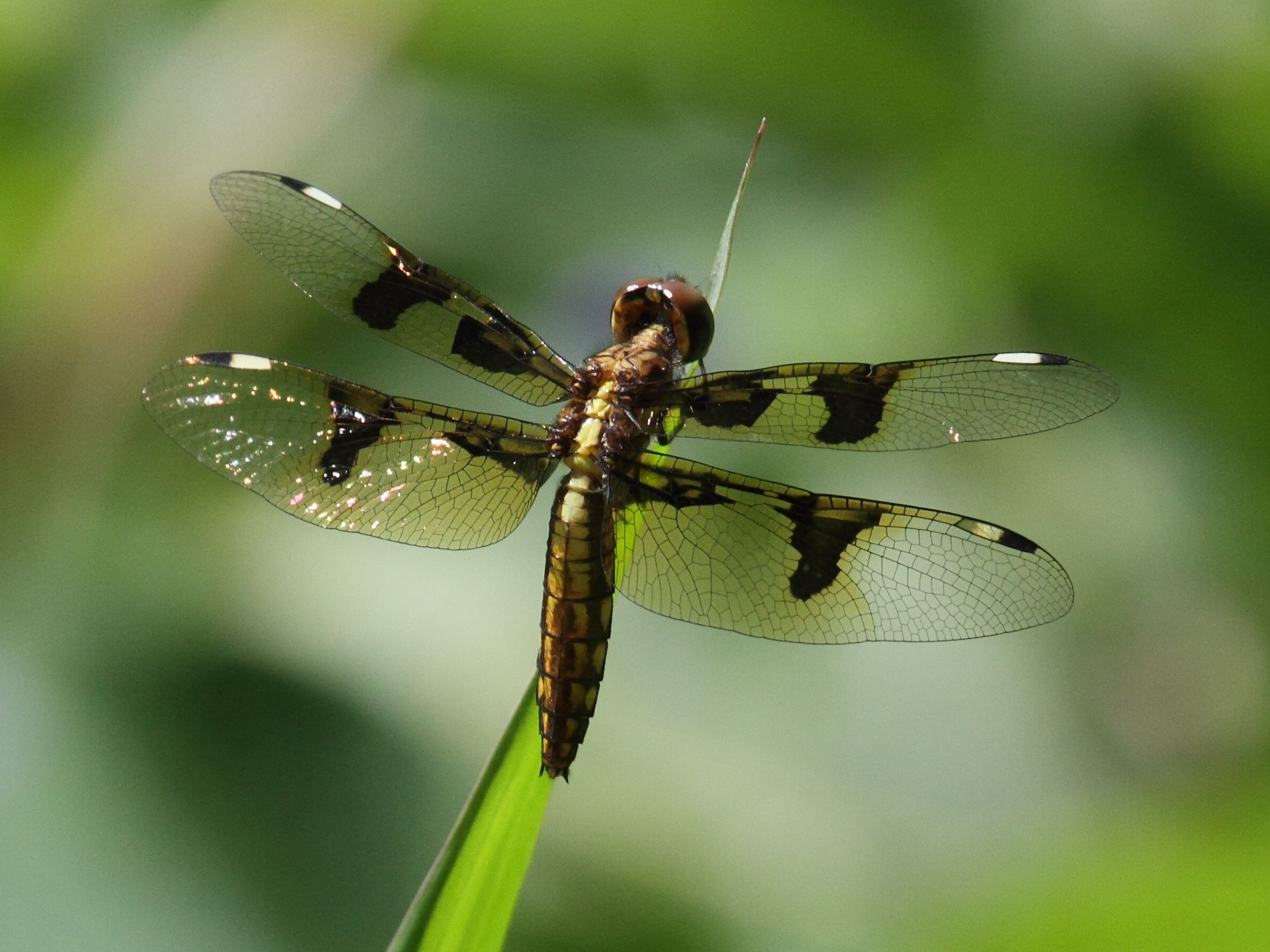 palpopleura_lucia2bd