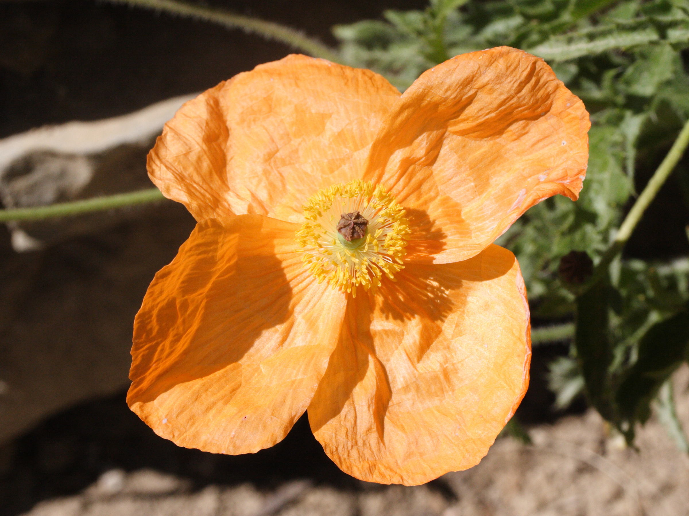 Afficher le média papaver_lateritium2md papaver_lateritium2md