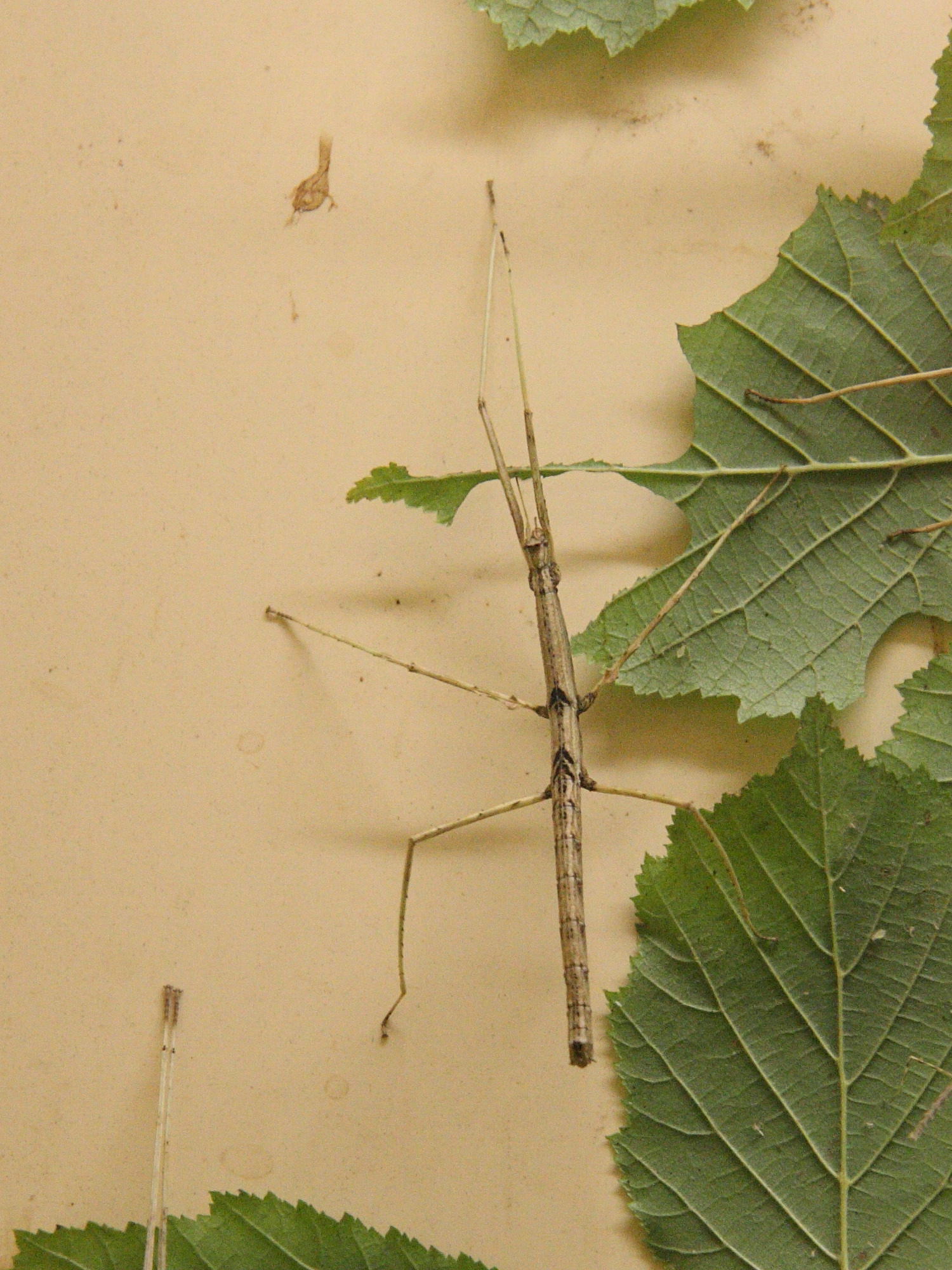 Parapachymorpha_zomproi