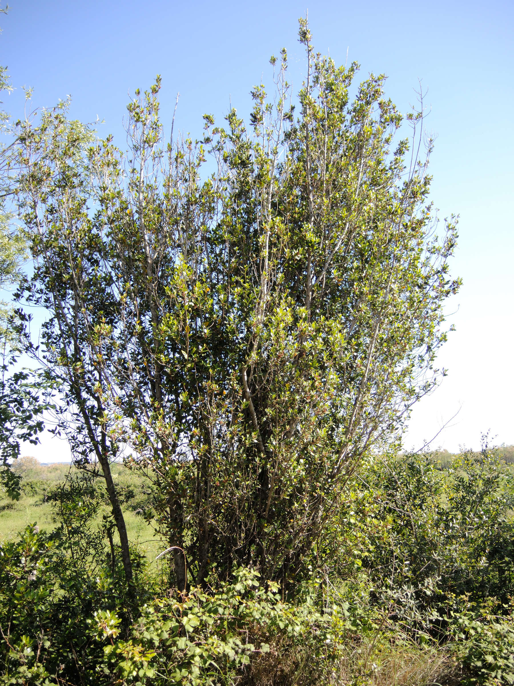 phillyrea_latifolia1md