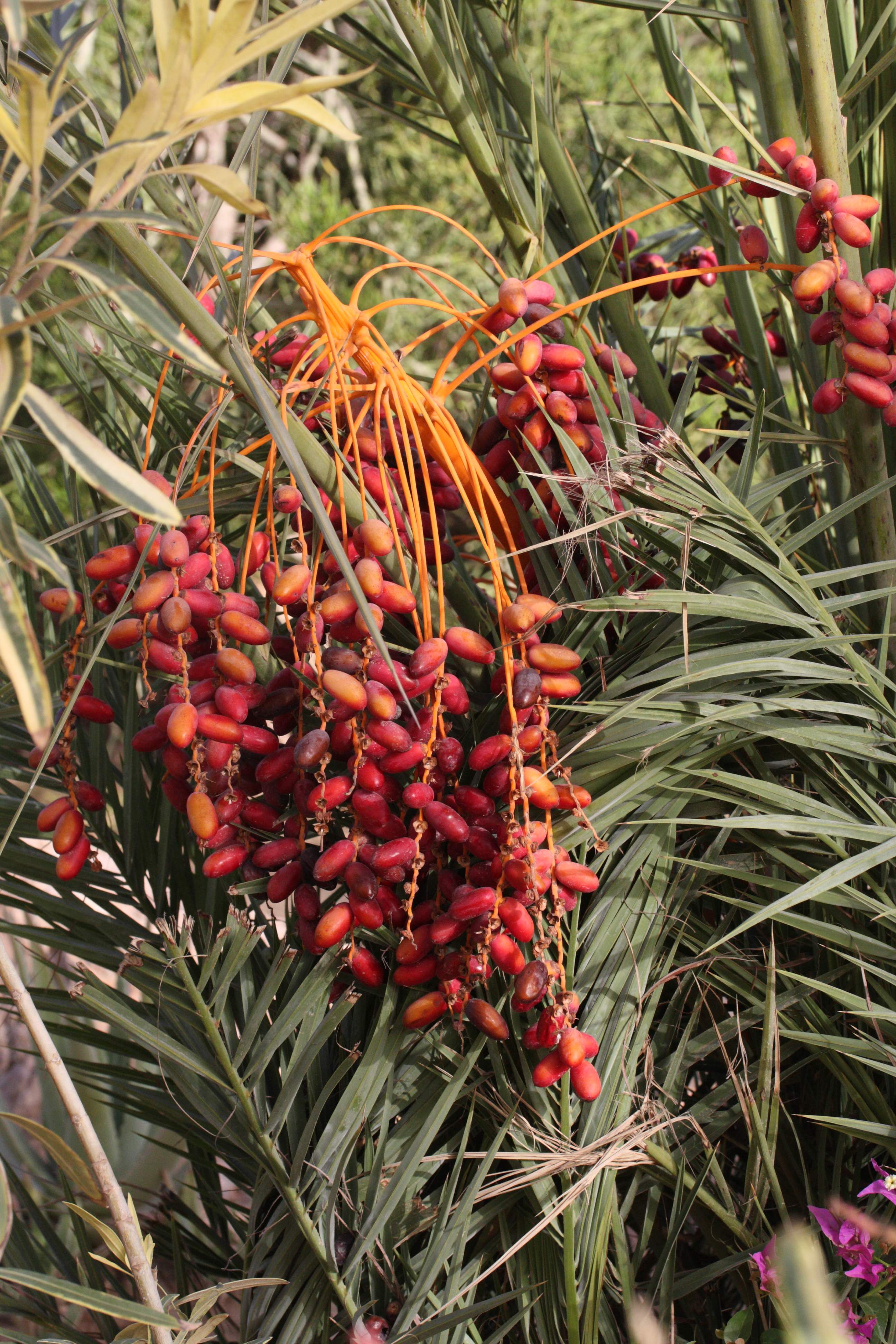 phoenix_dactylifera4md