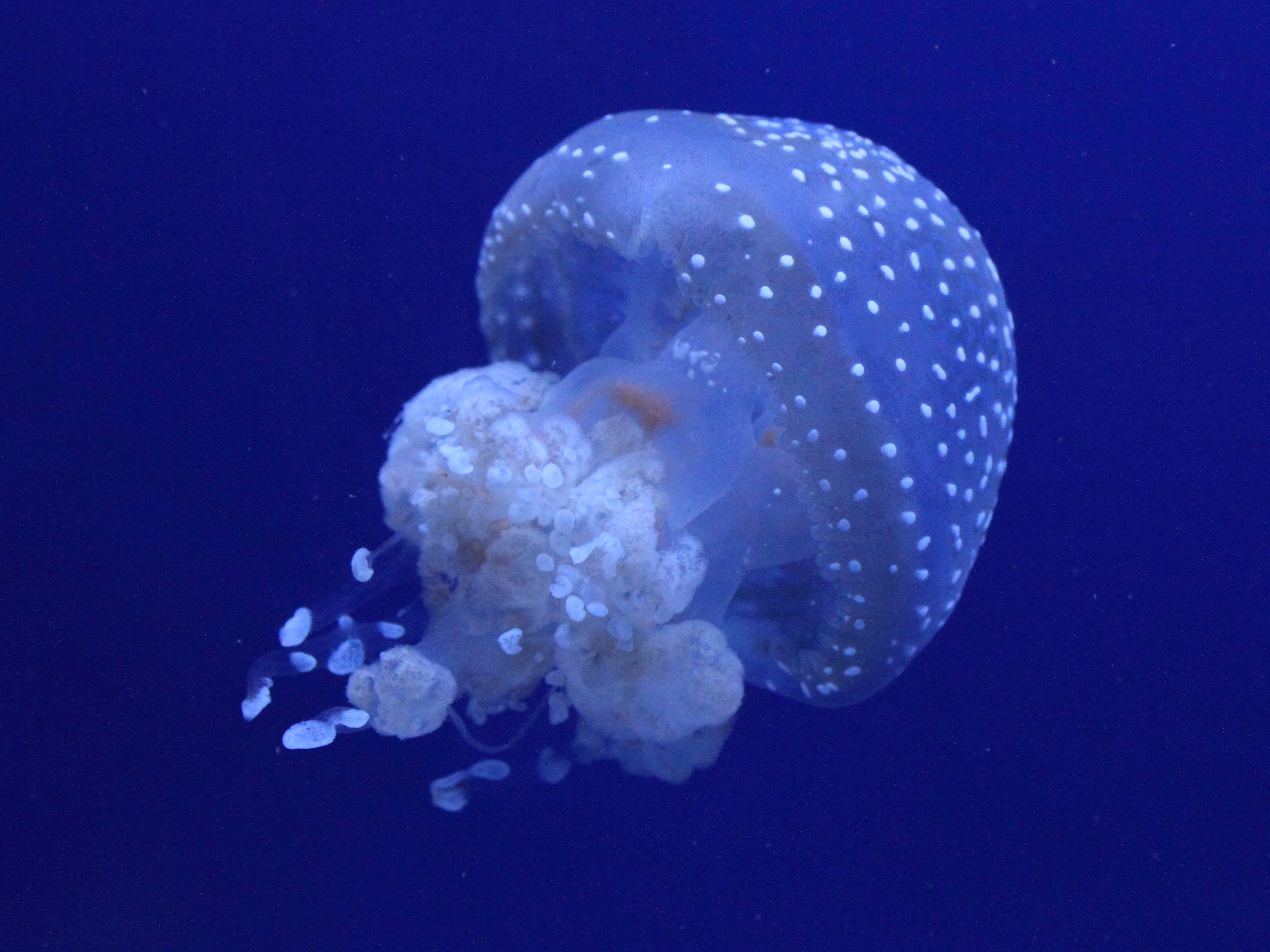 phyllorhiza_punctata4md