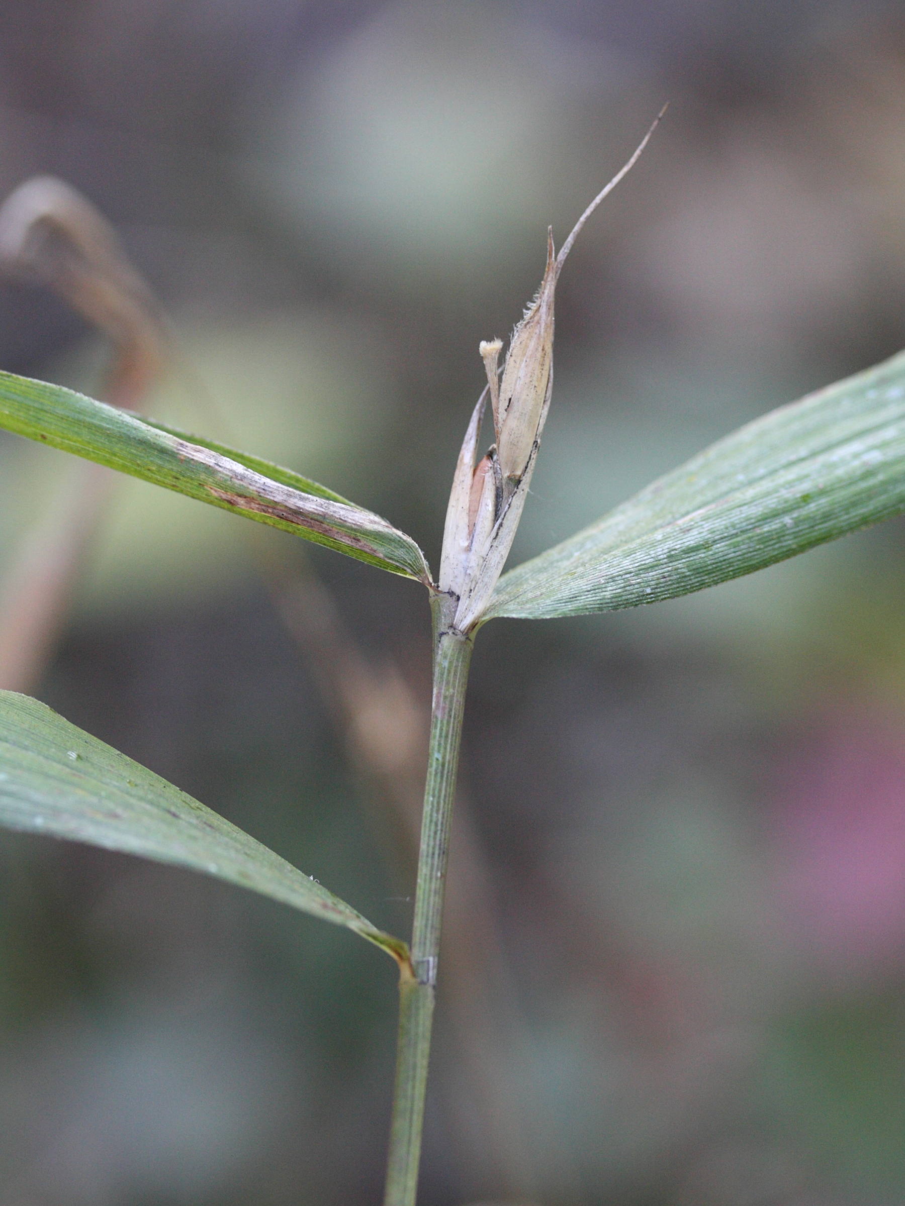 pleioblastus_distichus3md