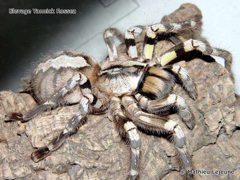 poecilotheria_regalis4ml