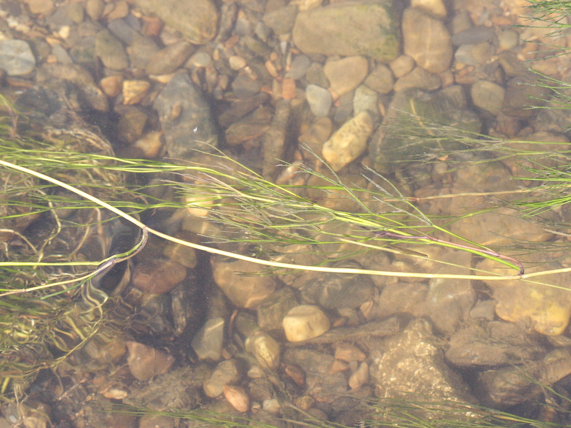 Afficher le média ranunculus_fluitans4md ranunculus_fluitans4md