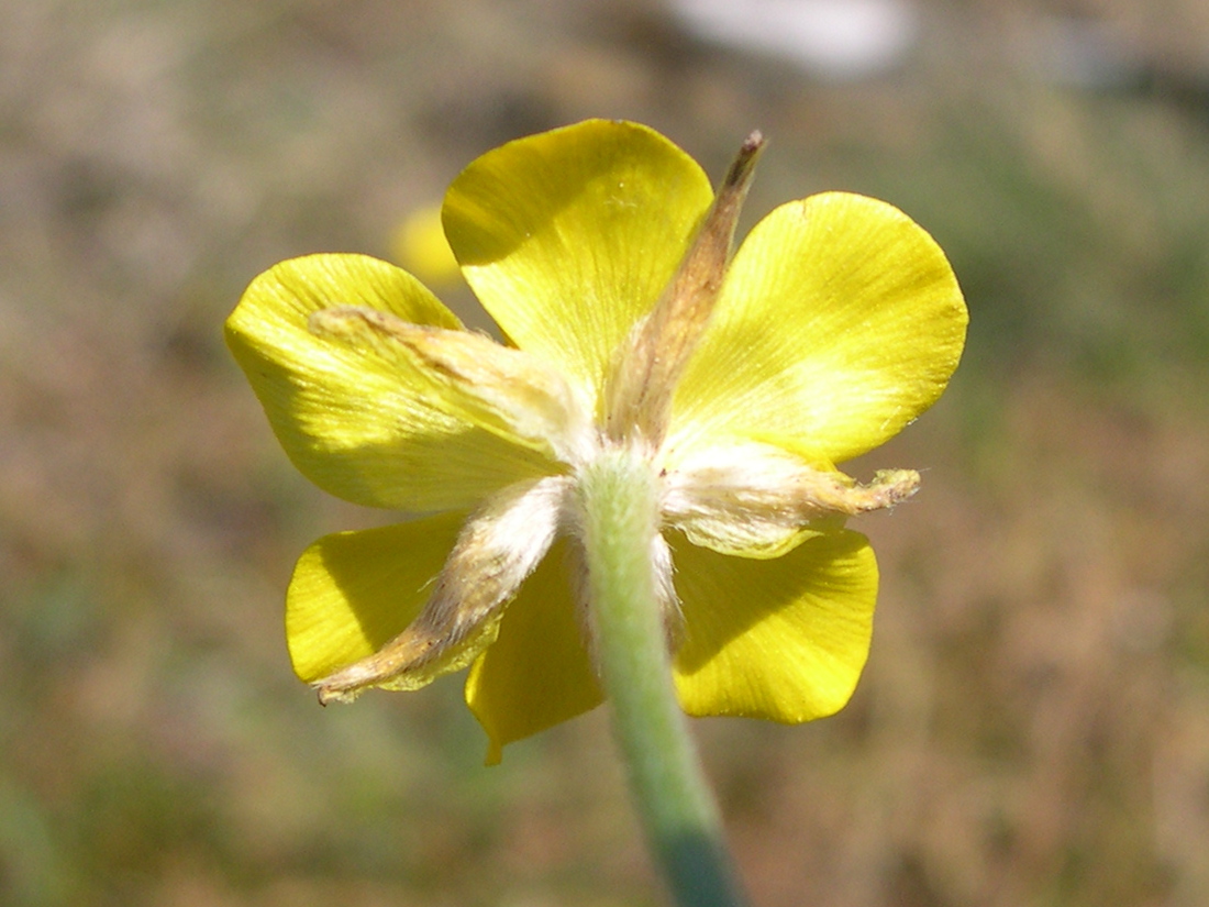 ranunculus_paludosus3md