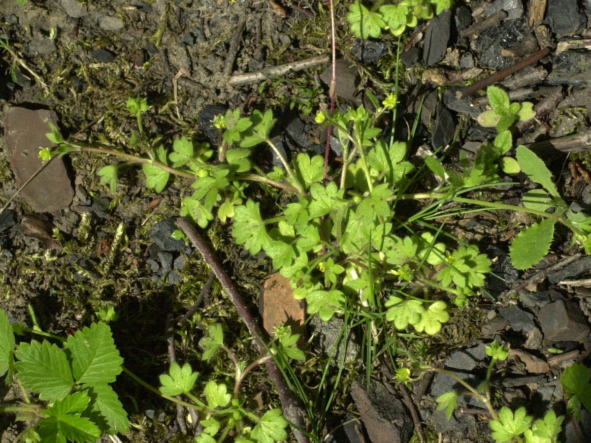 Afficher le média ranunculus_parviflorus5bd ranunculus_parviflorus5bd